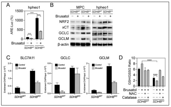 Cancers Free Full Text Targeting Nrf2 Governed Glutathione Synthesis For Sdhb Mutated Pheochromocytoma And Paraganglioma Html