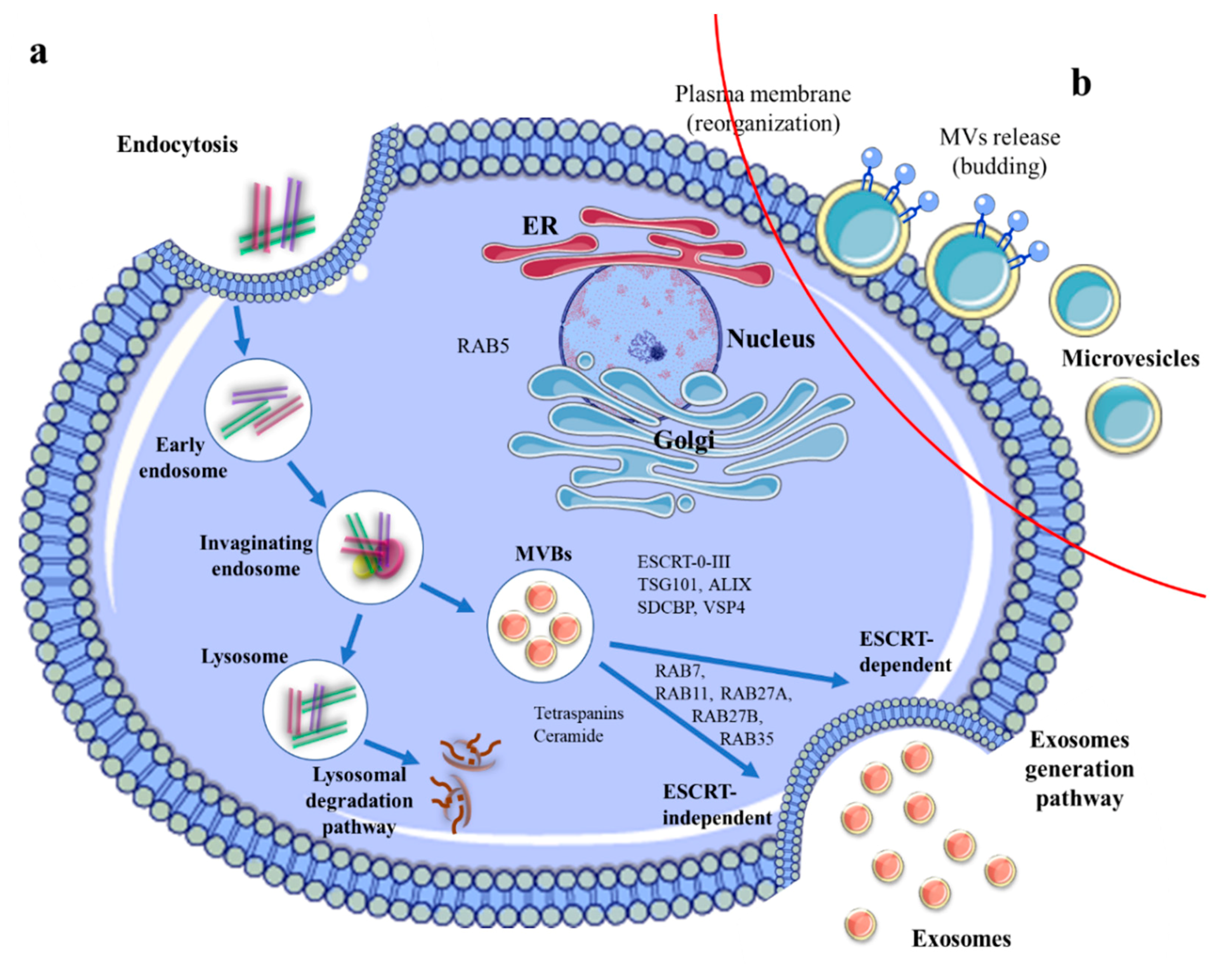 Cancers Free Full Text A Comprehensive Picture Of Extracellular Vesicles And Their Contents 9215