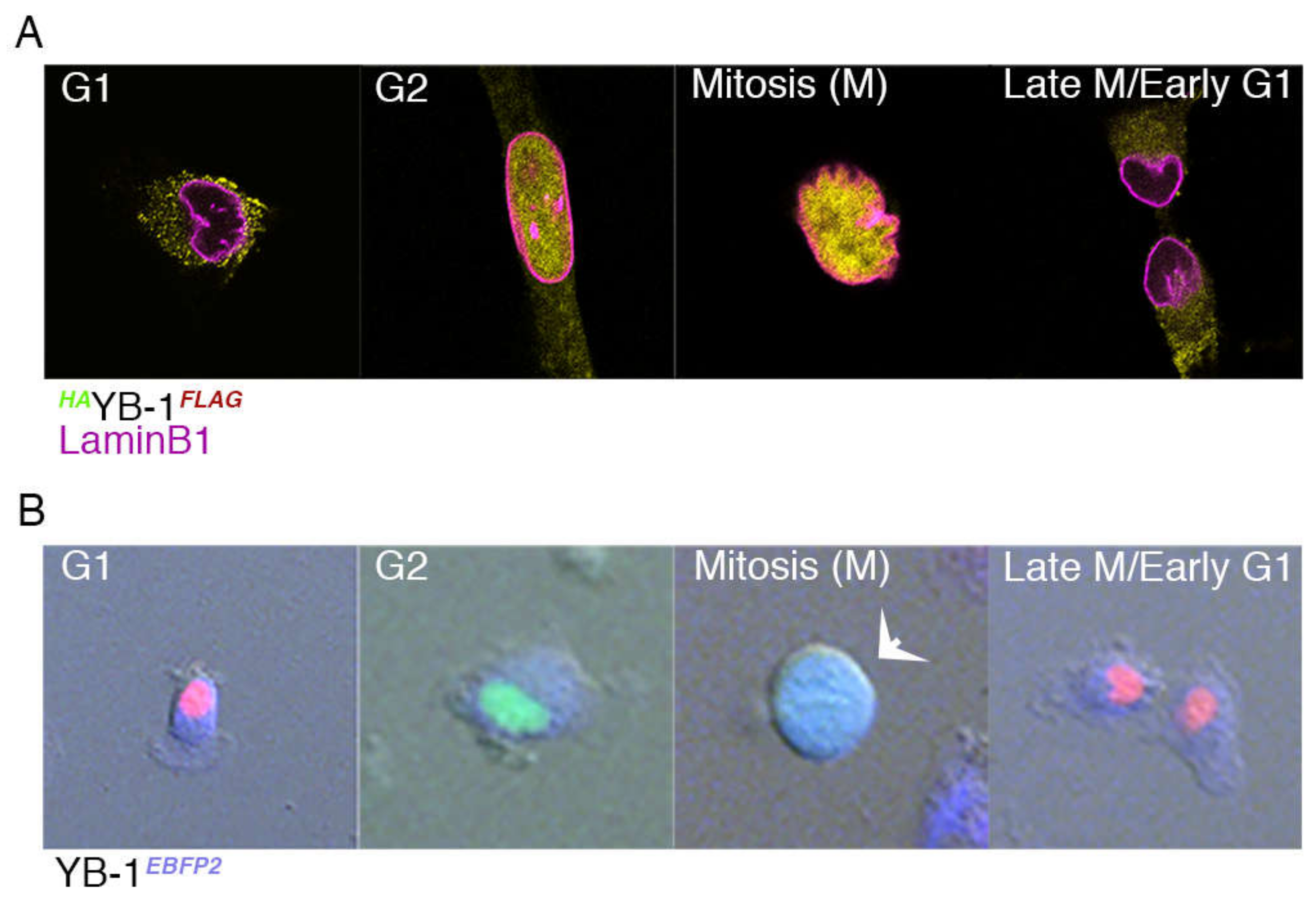 Cancers 12 00315 g003