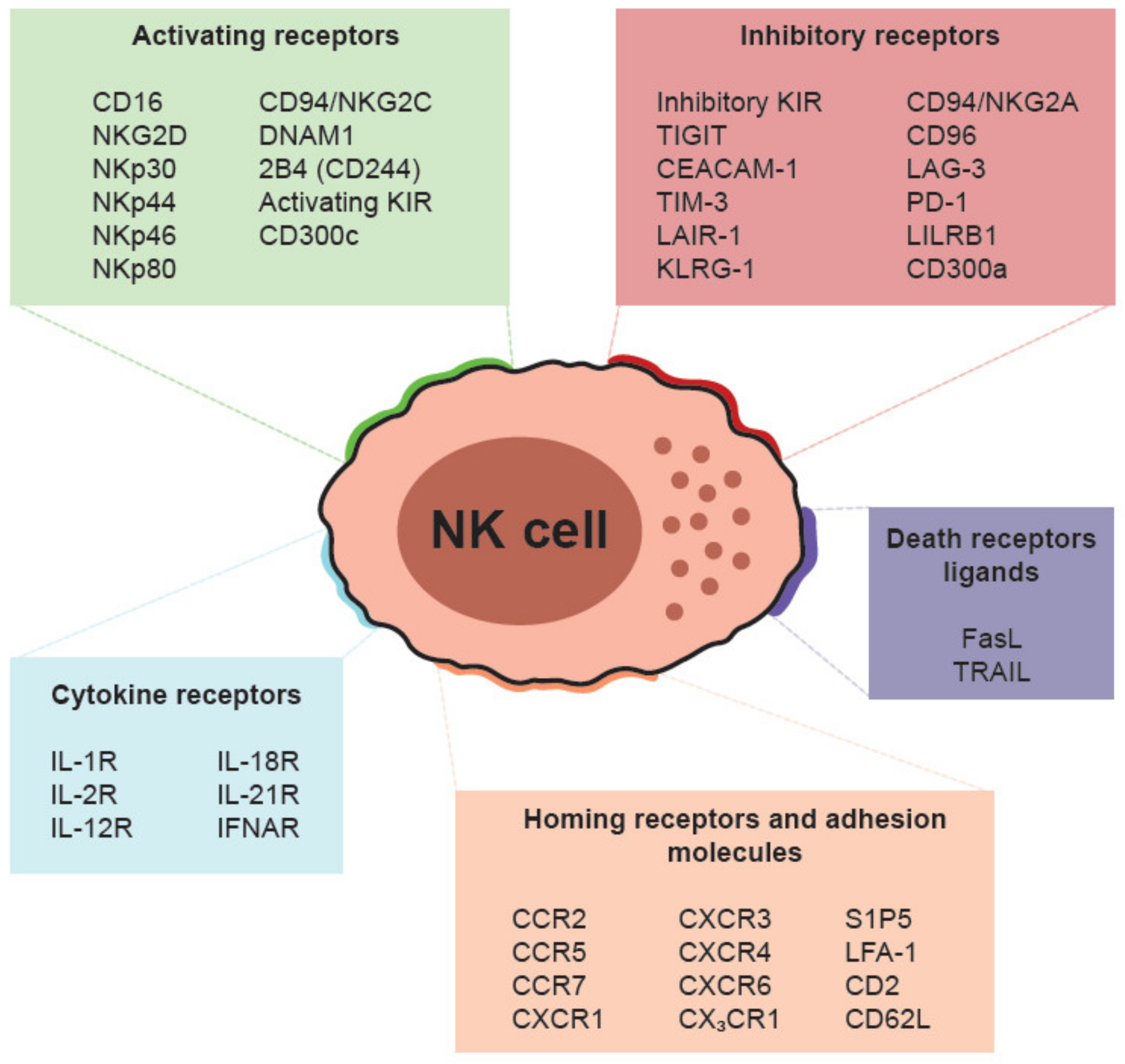 Cancers | Free Full-Text | NK Cell-Based Immunotherapy in Renal Cell  Carcinoma | HTML