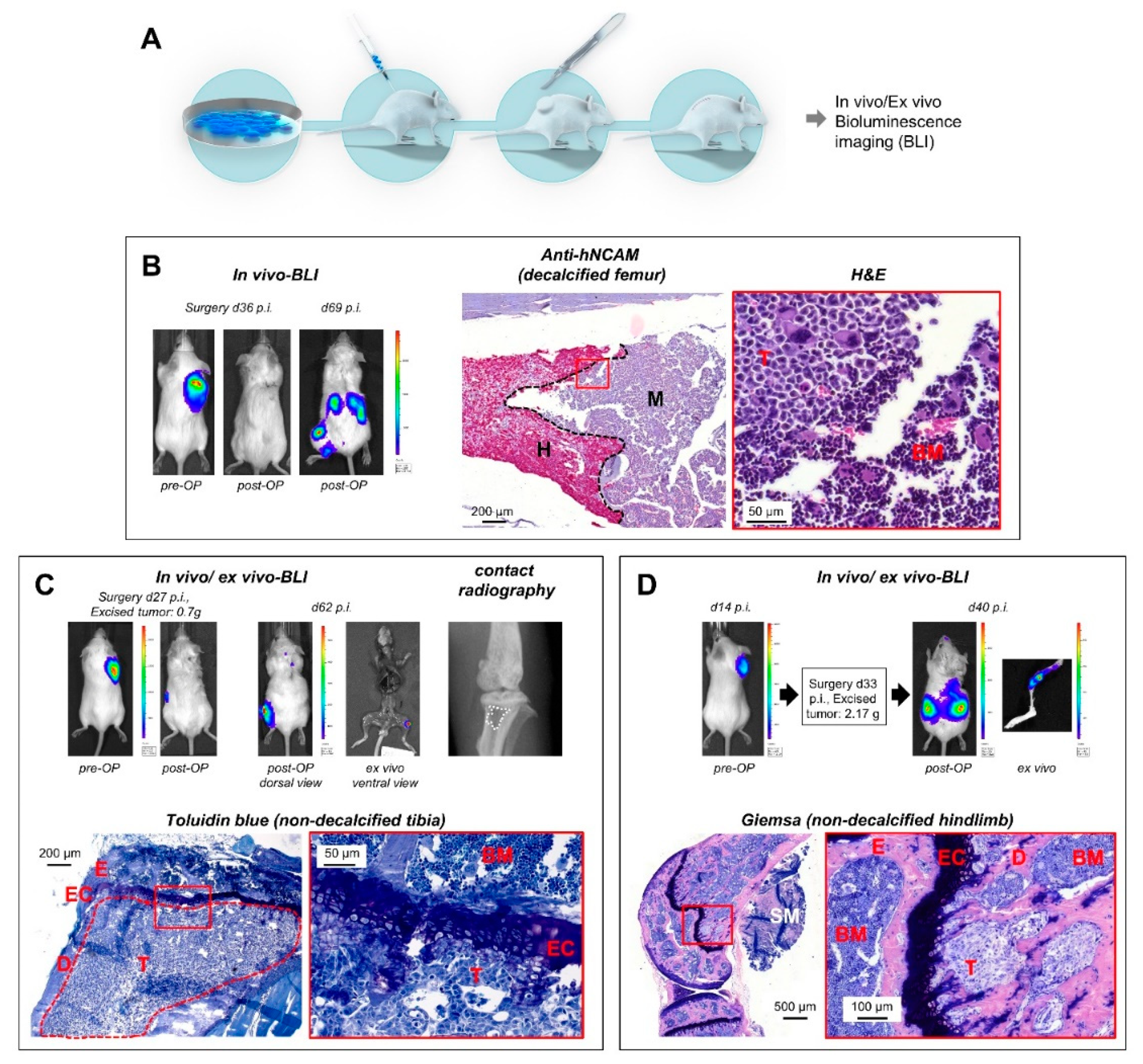 Cancers 12 00385 g002 Cancers 12 00385 g002