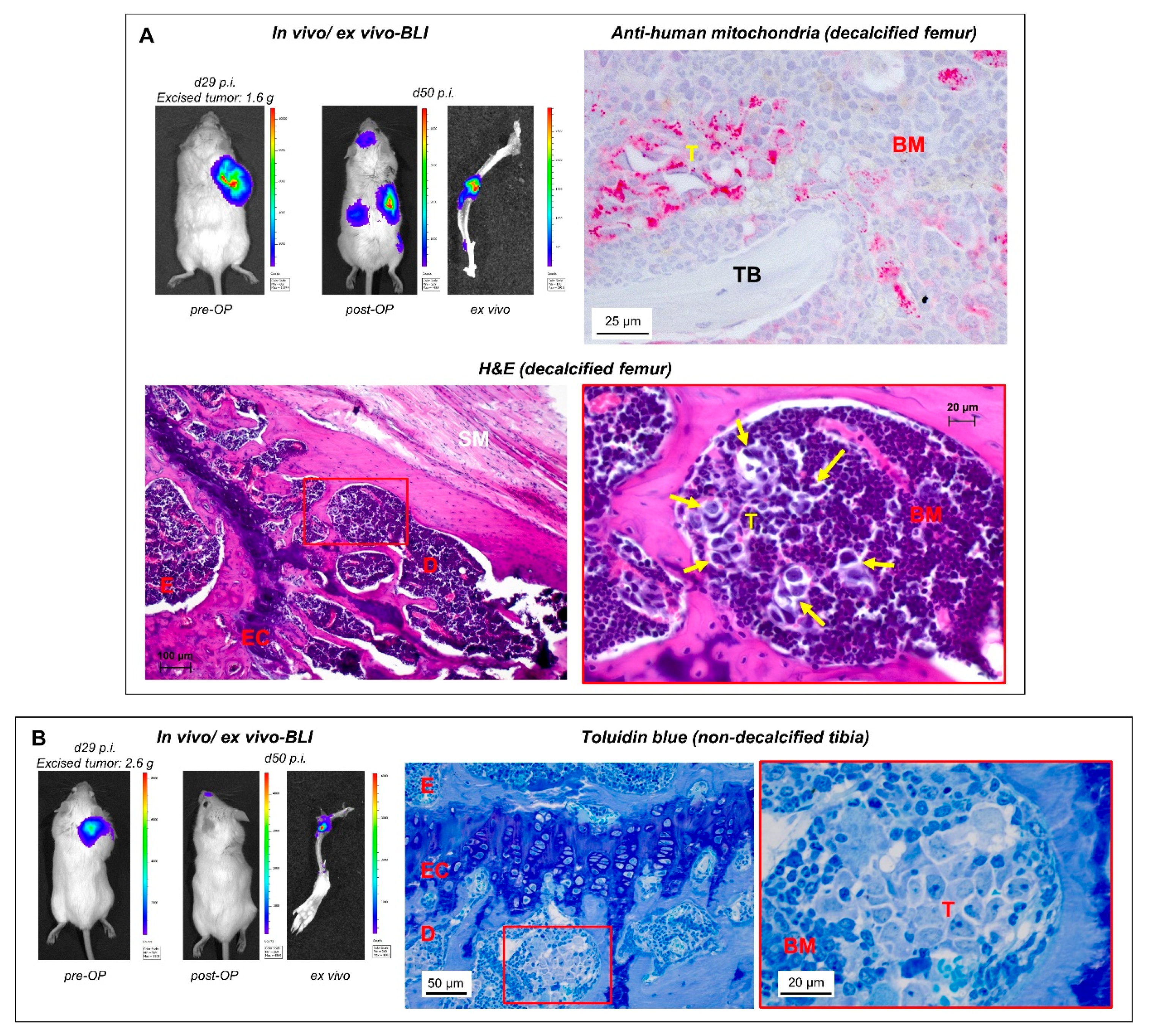 Cancers Free Full Text Modeling Spontaneous Bone Metastasis