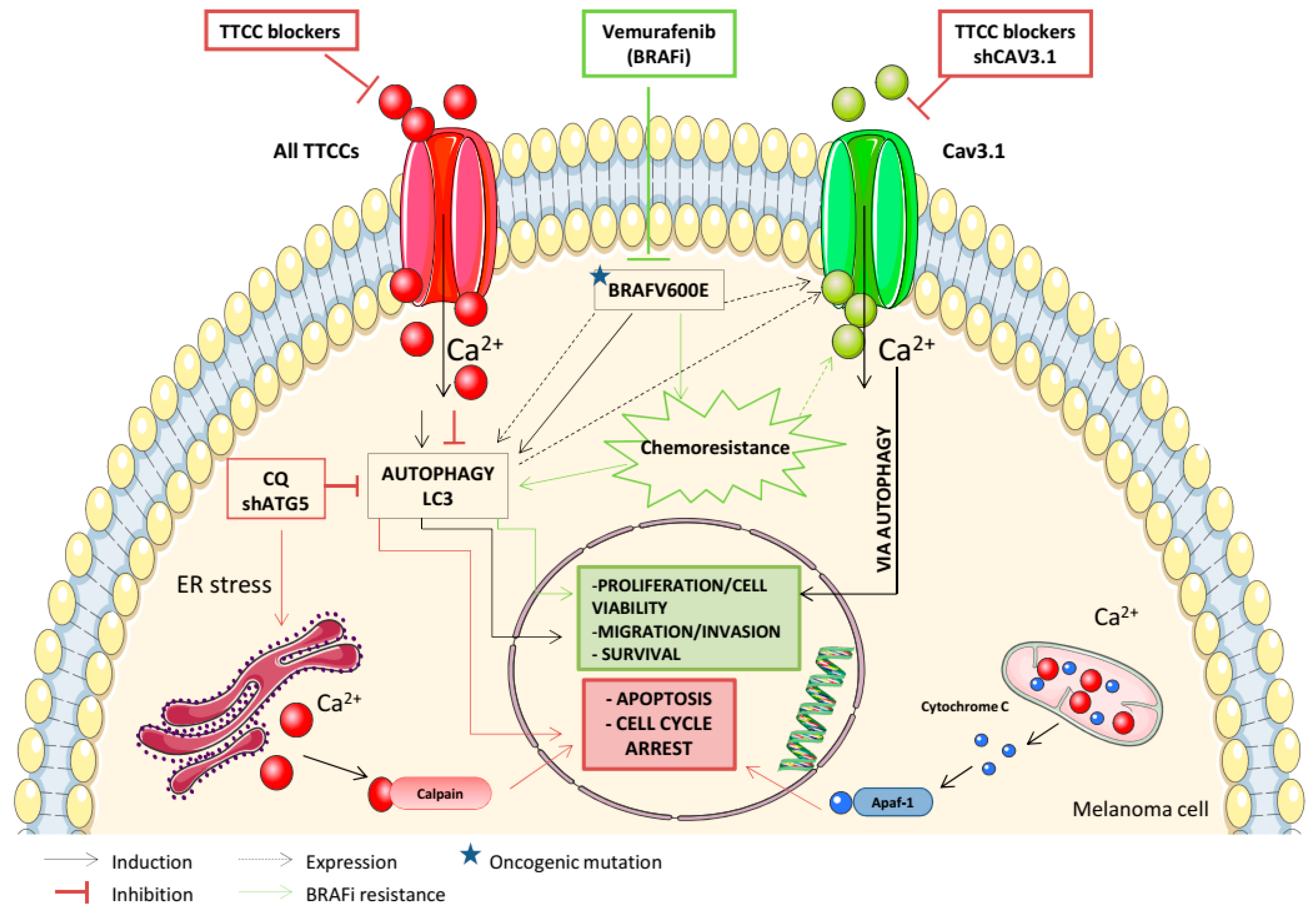Cancers 12 00391 g002 Cancers 12 00391 g002