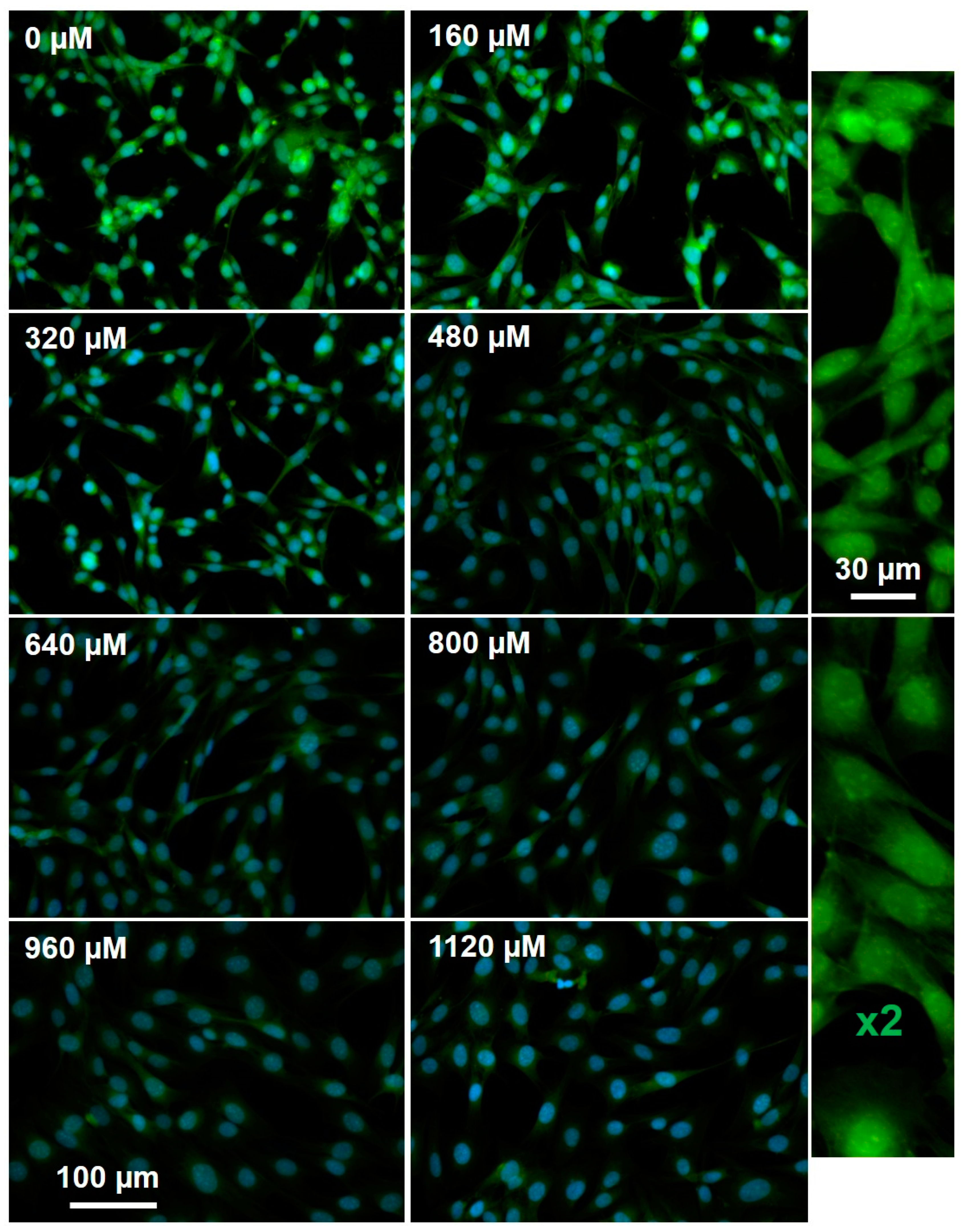 Cancers | Free Full-Text | A ”Clickable” Probe For Active MGMT In ...