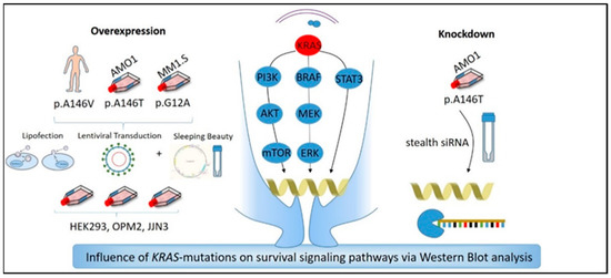 Stable Cell Line Cellpower For Assay Development