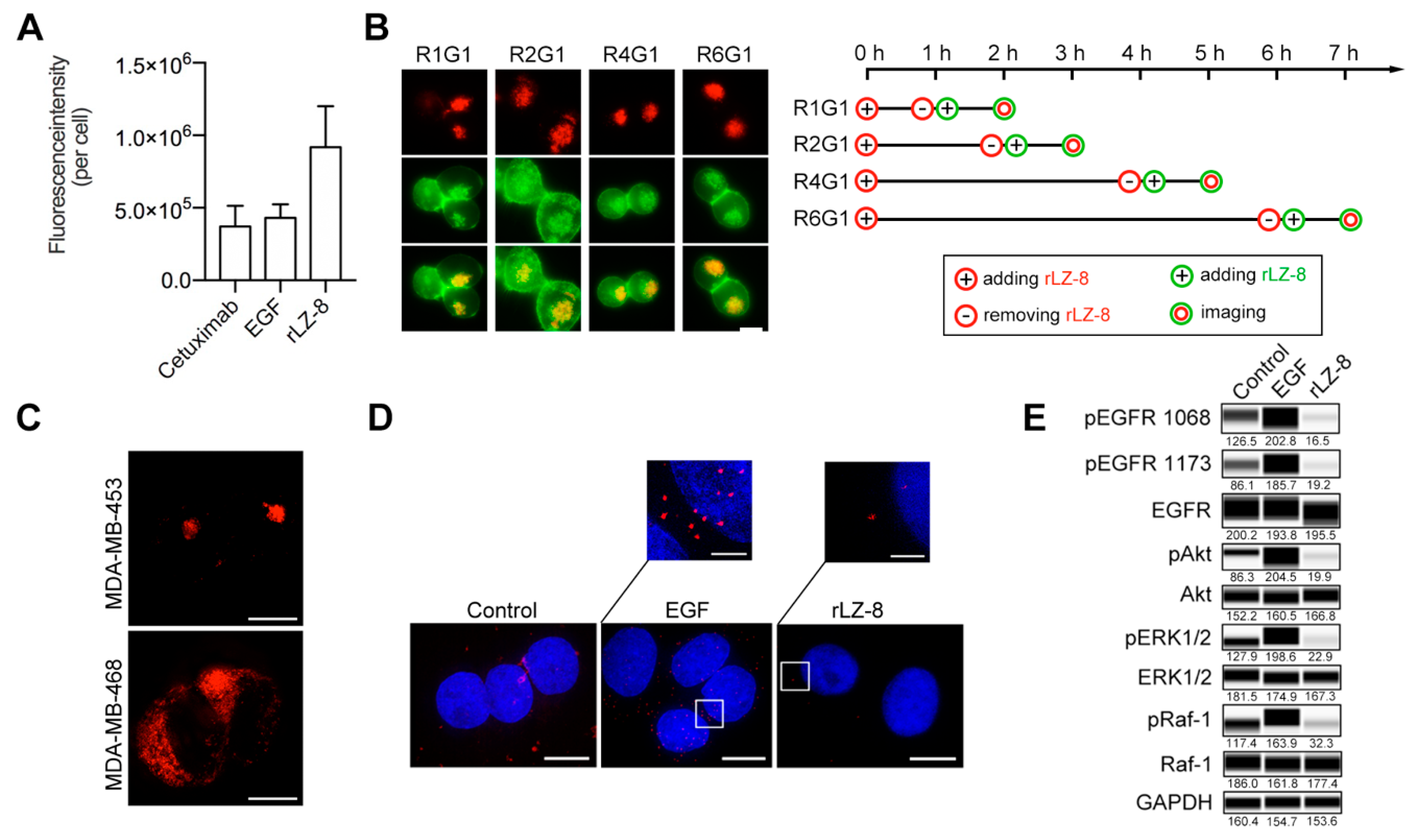 Cancers 12 00456 g004