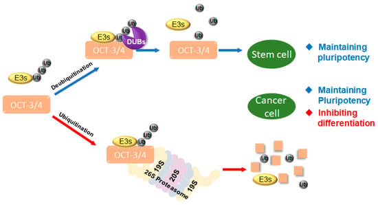 Critical POU domain residues confer Oct4 uniqueness in somatic cell  reprogramming