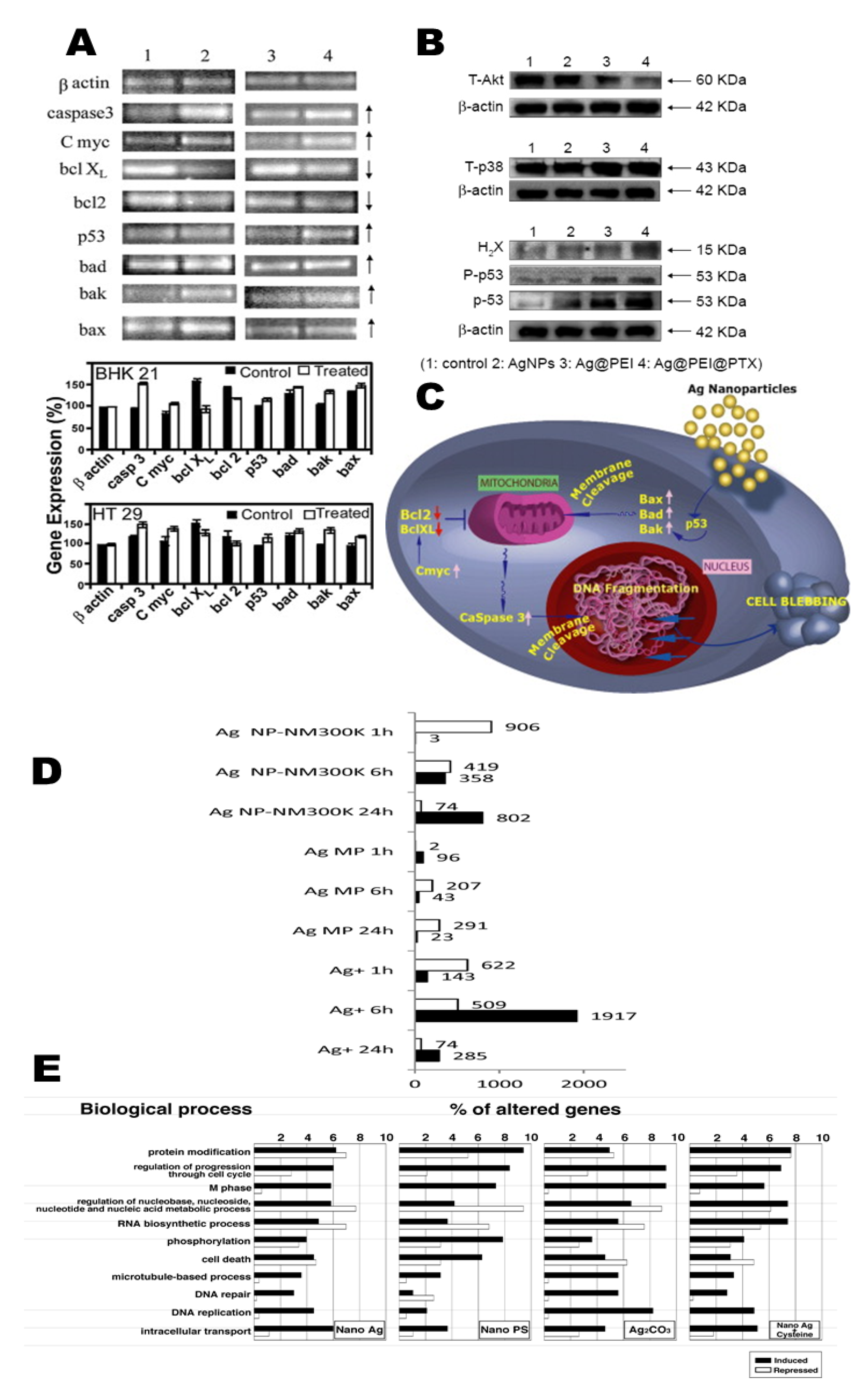 Cancers Free Full Text Microcellular Environmental Regulation Of Silver Nanoparticles In Cancer Therapy A Critical Review Html