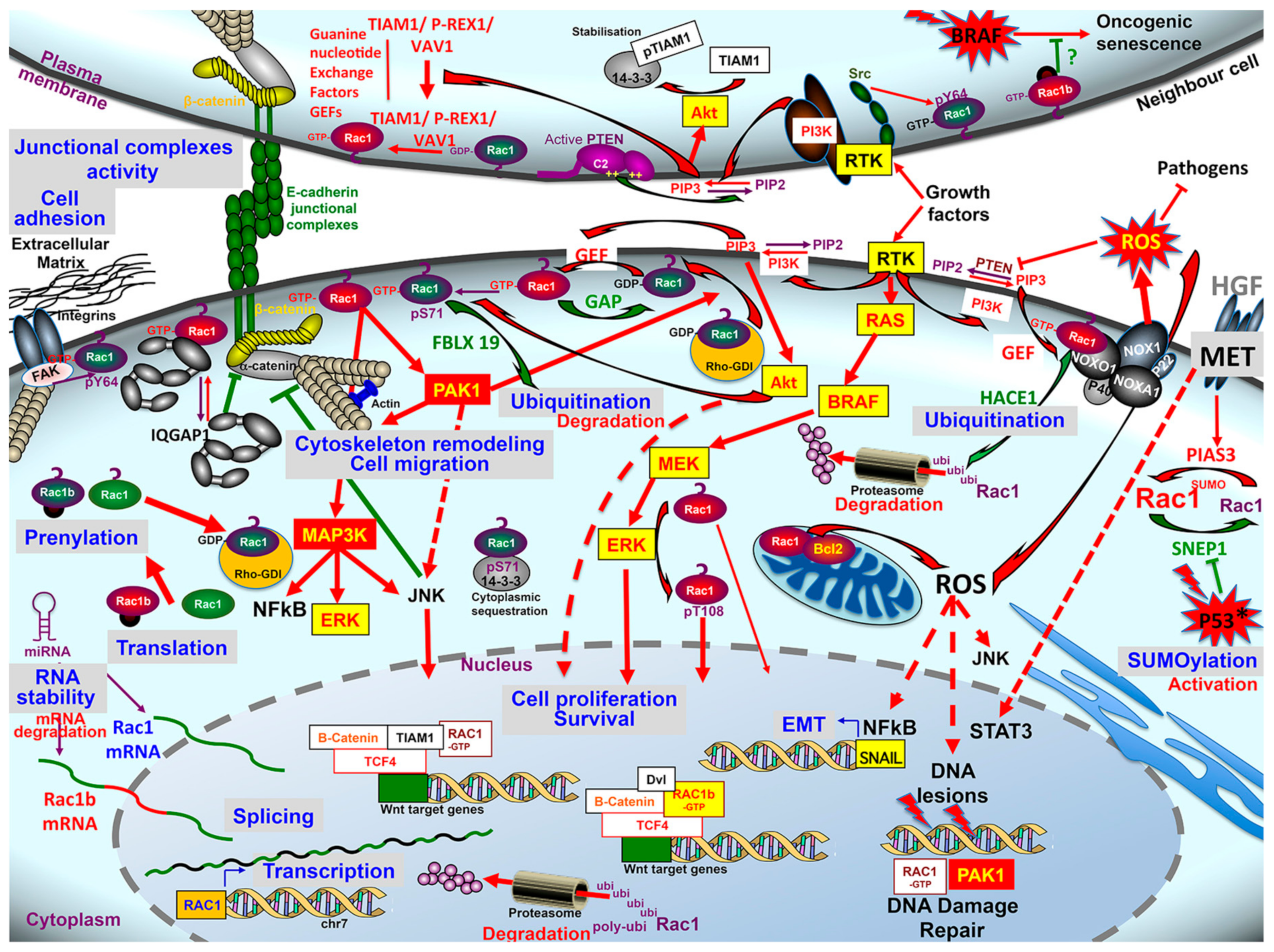 Cancers | Free Full-Text | Rac1 Signaling: From Intestinal Homeostasis to  Colorectal Cancer Metastasis | HTML