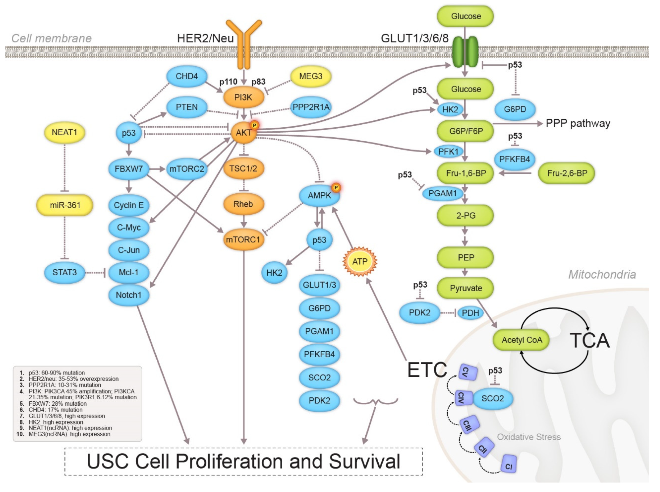Cancers 12 00686 g004
