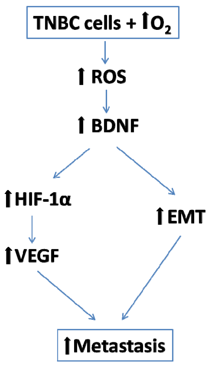 Cancers 12 00688 g012 Cancers 12 00688 g012