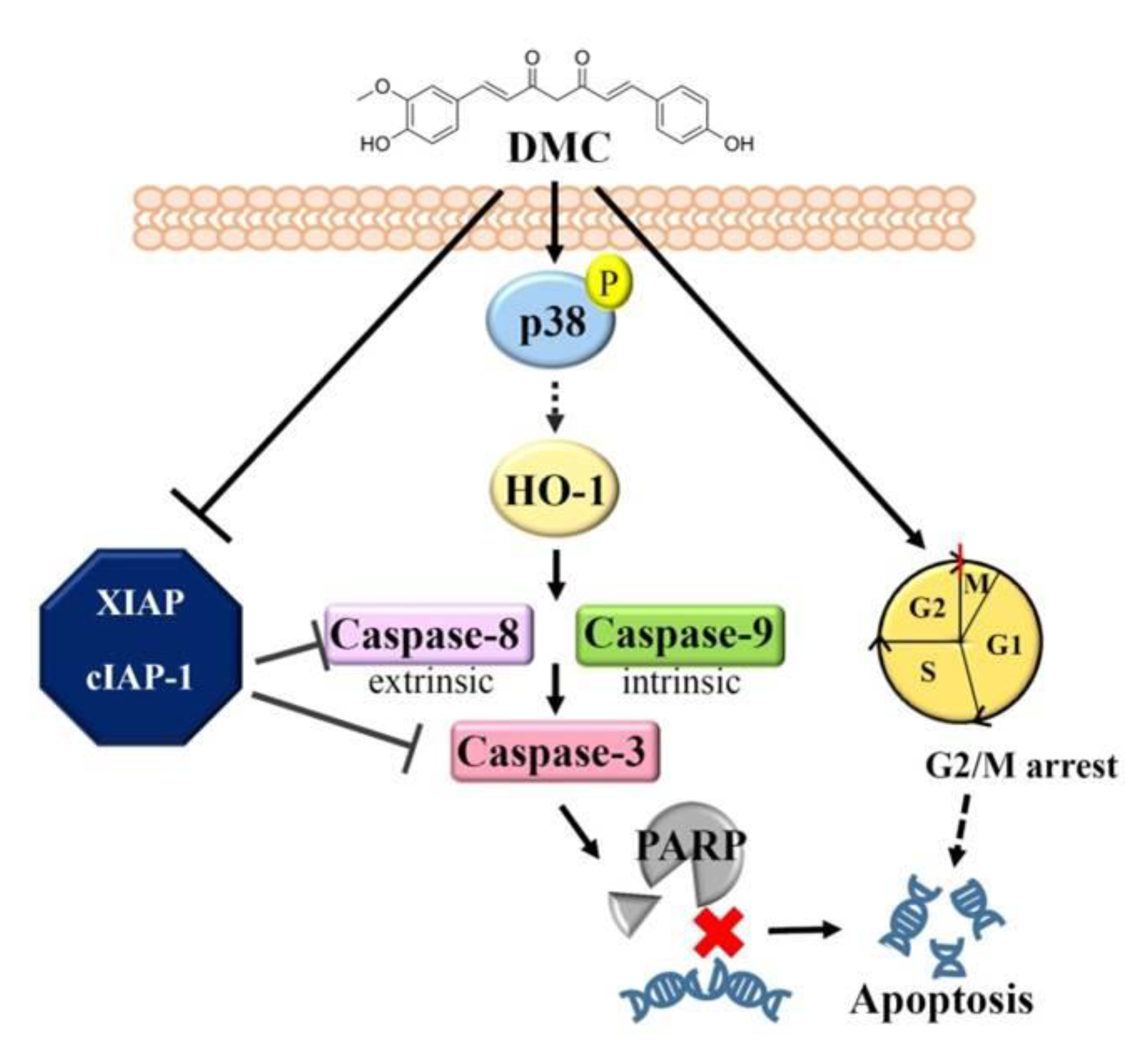 Cancers 12 00703 g006 Cancers 12 00703 g006