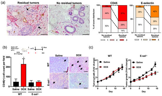 Cancers | Free Full-Text | Functional Blockade of E-Selectin in Tumor ...