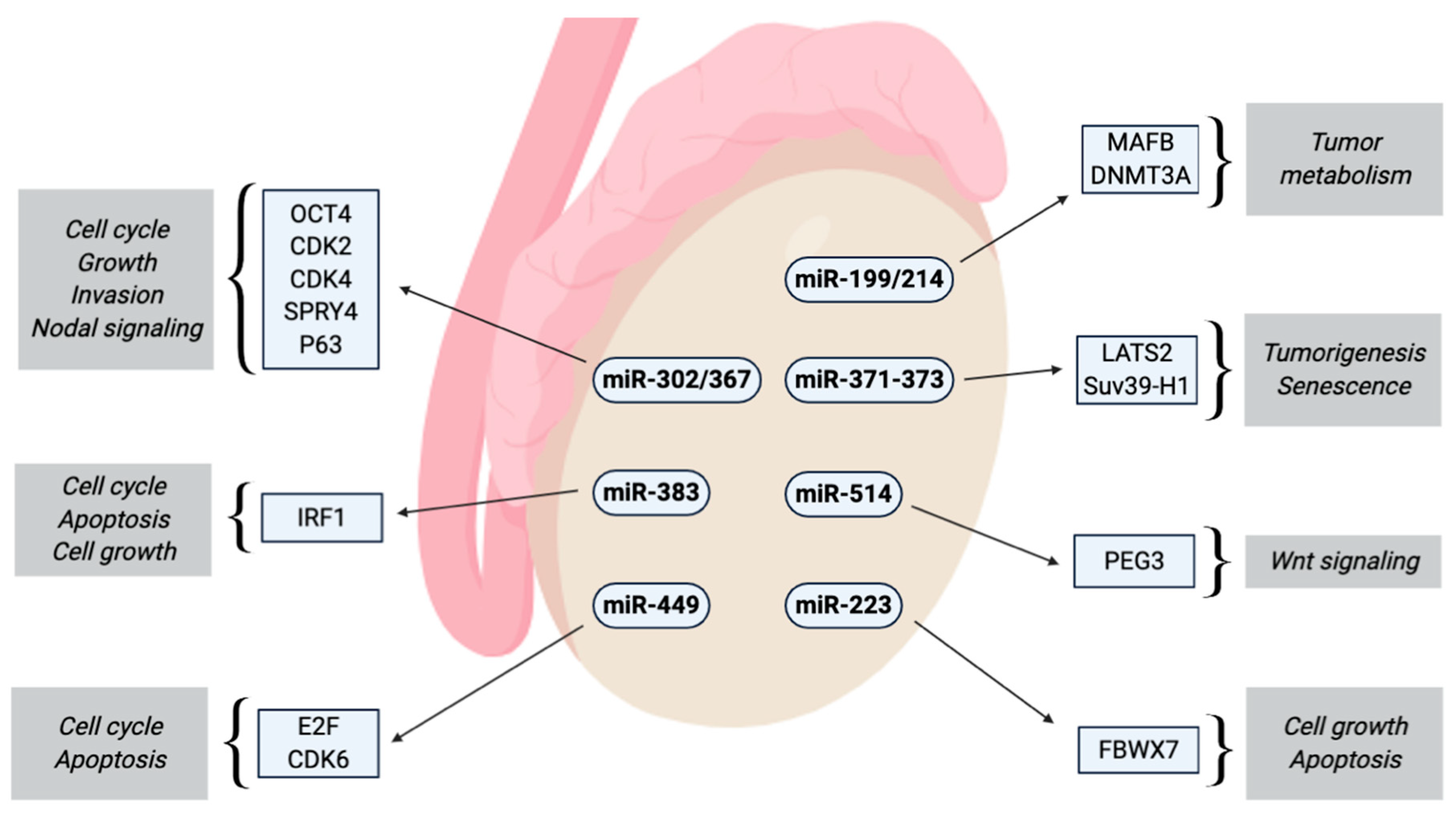 Cancers | Free Full-Text | Non-Coding microRNAs as Novel Potential Tumor  Markers in Testicular Cancer