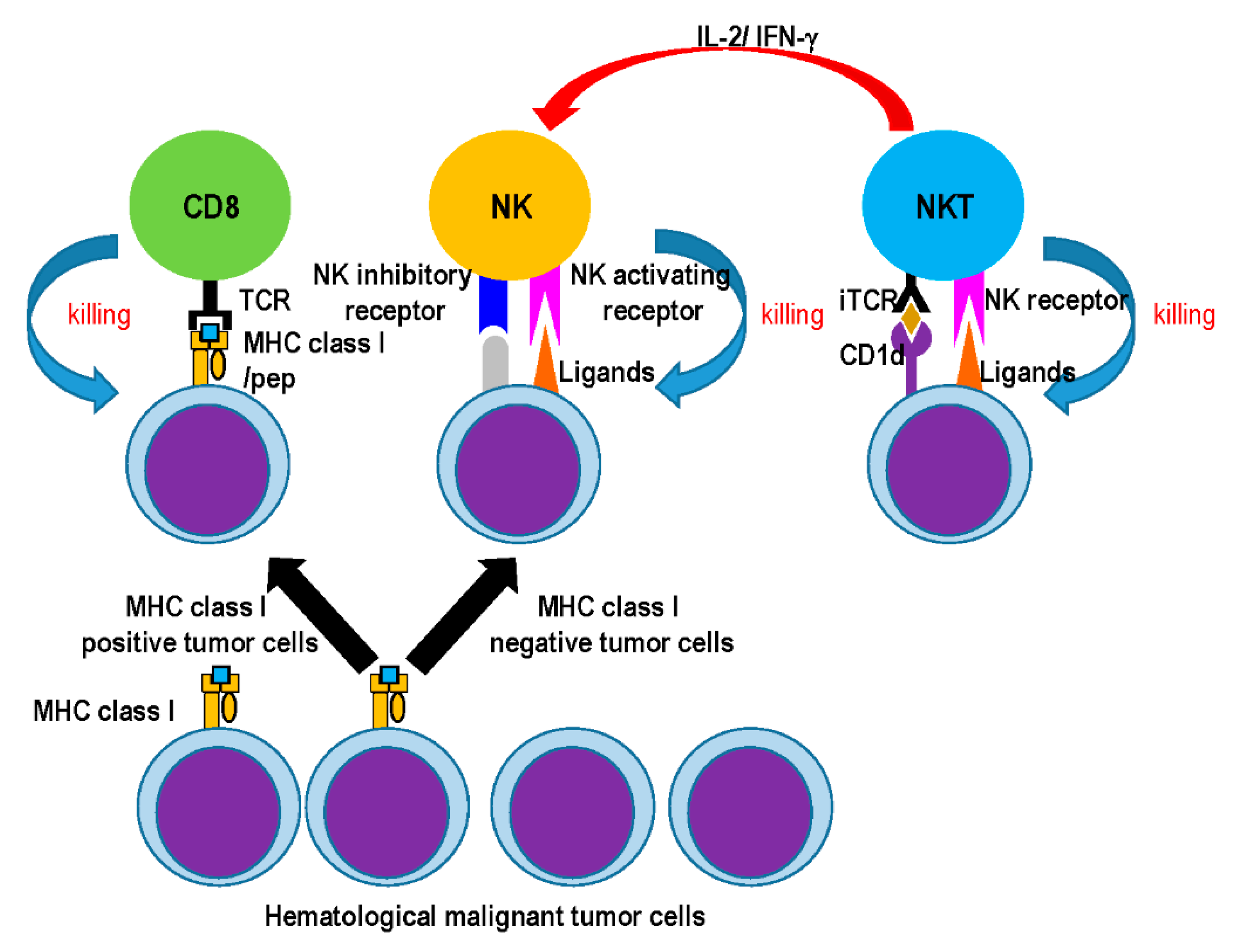 Cancers | Free Full-Text | NK and NKT Cell-Mediated Immune Surveillance  against Hematological Malignancies