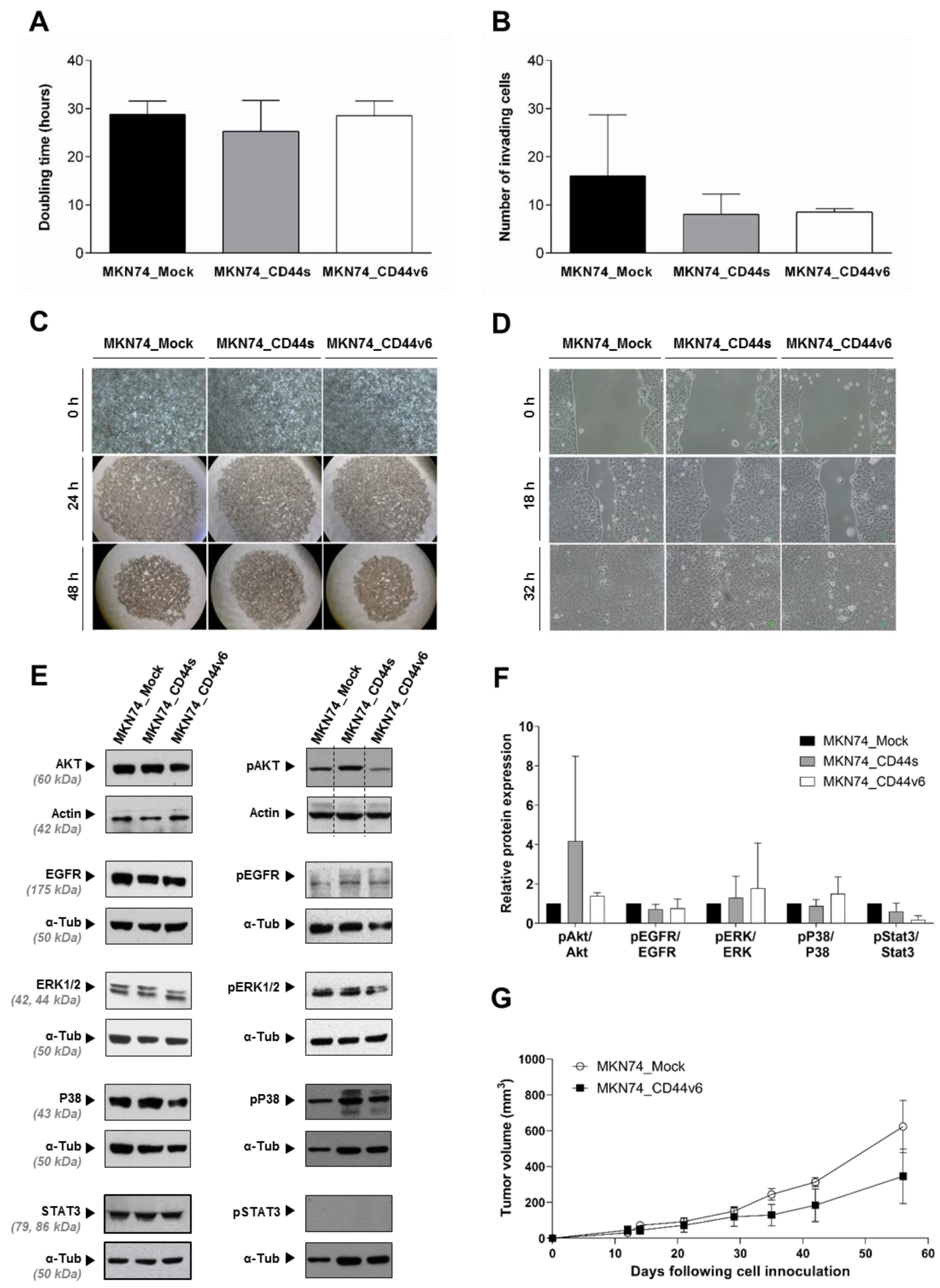 Cancers Free Full Text Expression Of Cd44v6 Containing Isoforms Influences Cisplatin Response In Gastric Cancer Cells Html
