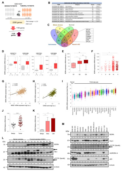 Cancers Free Full Text Aurora Borealis Bora Which Promotes Plk1 Activation By Aurora A Has An Oncogenic Role In Ovarian Cancer Html