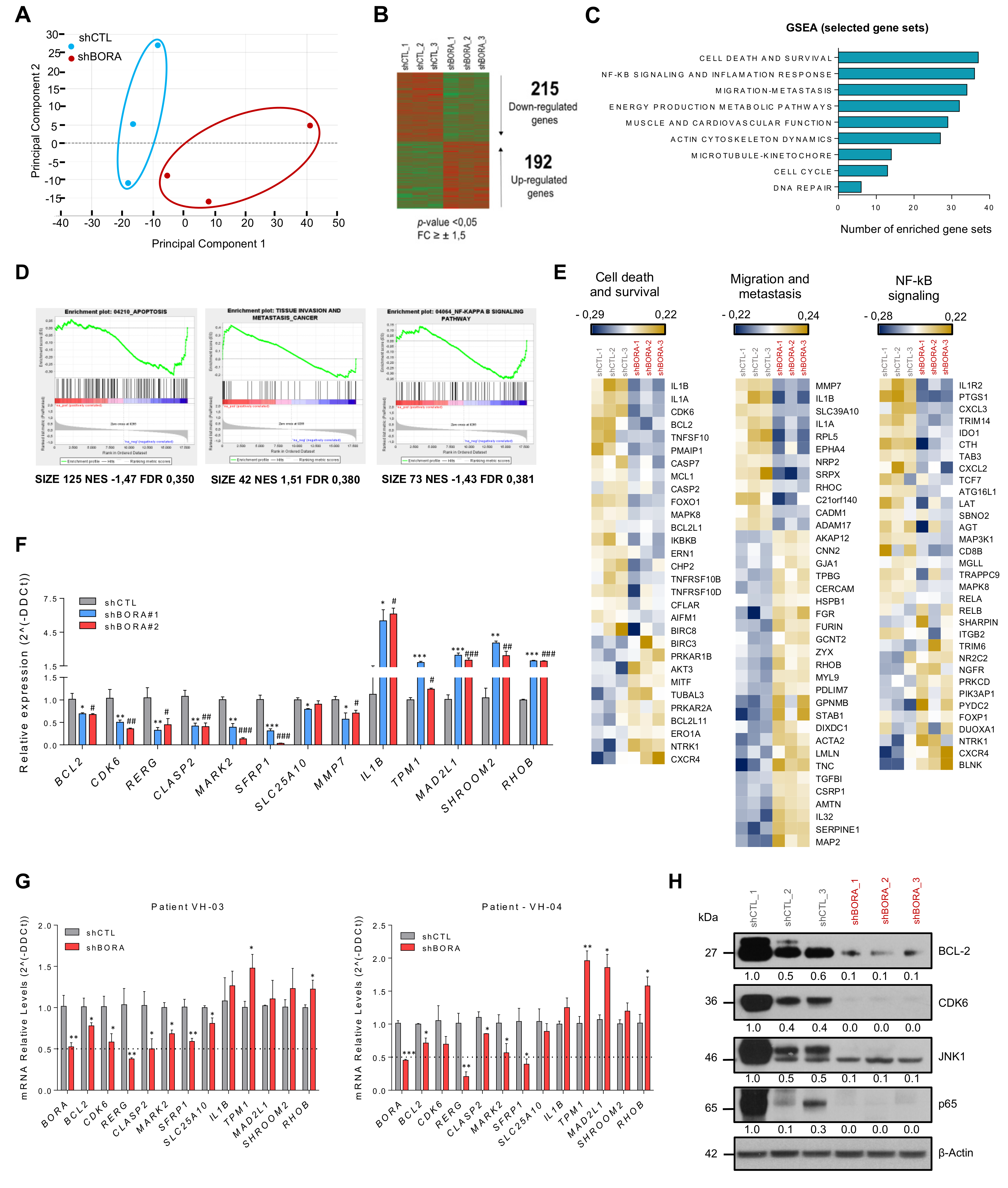 Cancers Free Full Text Aurora Borealis Bora Which Promotes Plk1 Activation By Aurora A Has An Oncogenic Role In Ovarian Cancer Html