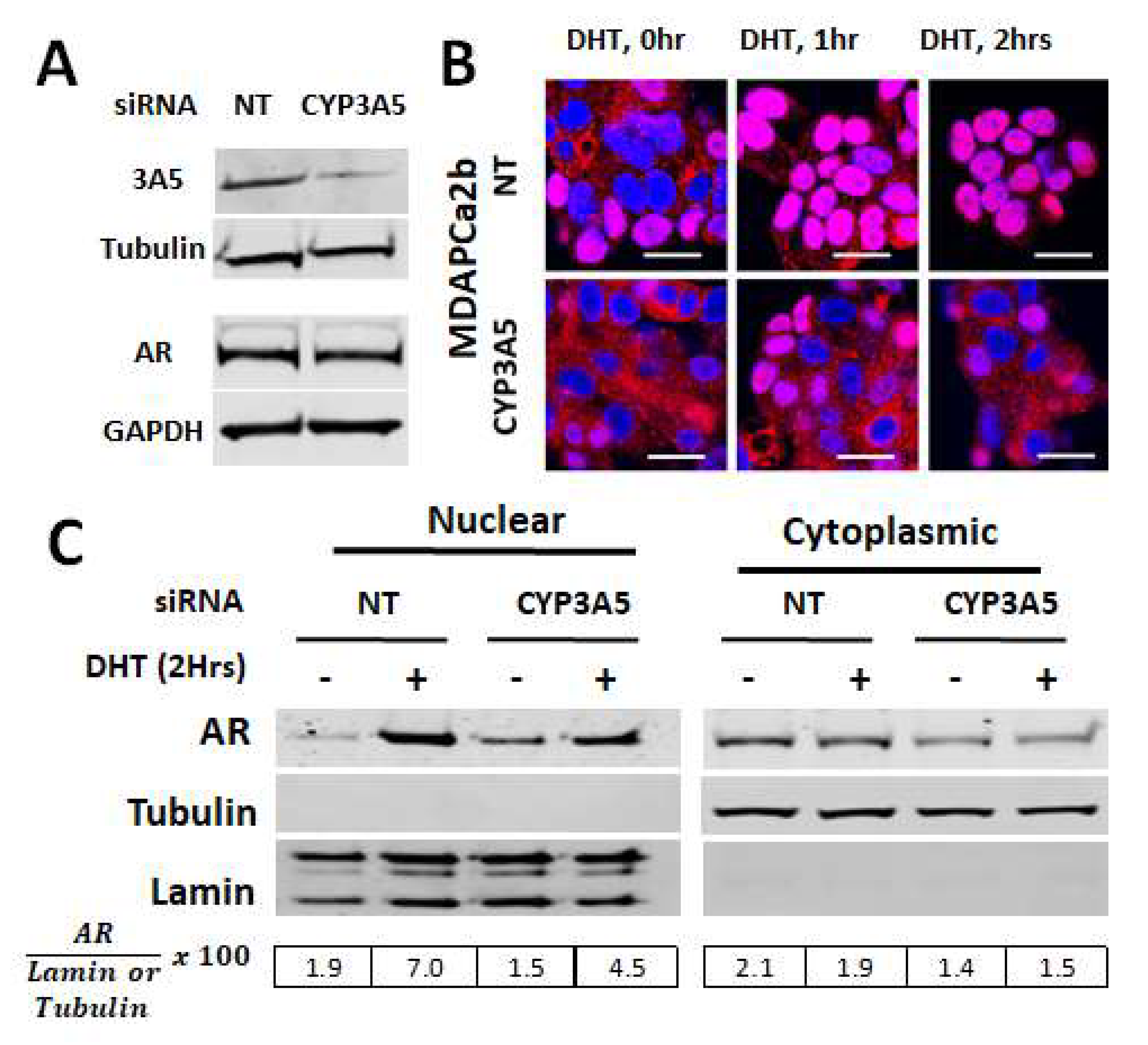 Cancers 12 00989 g001