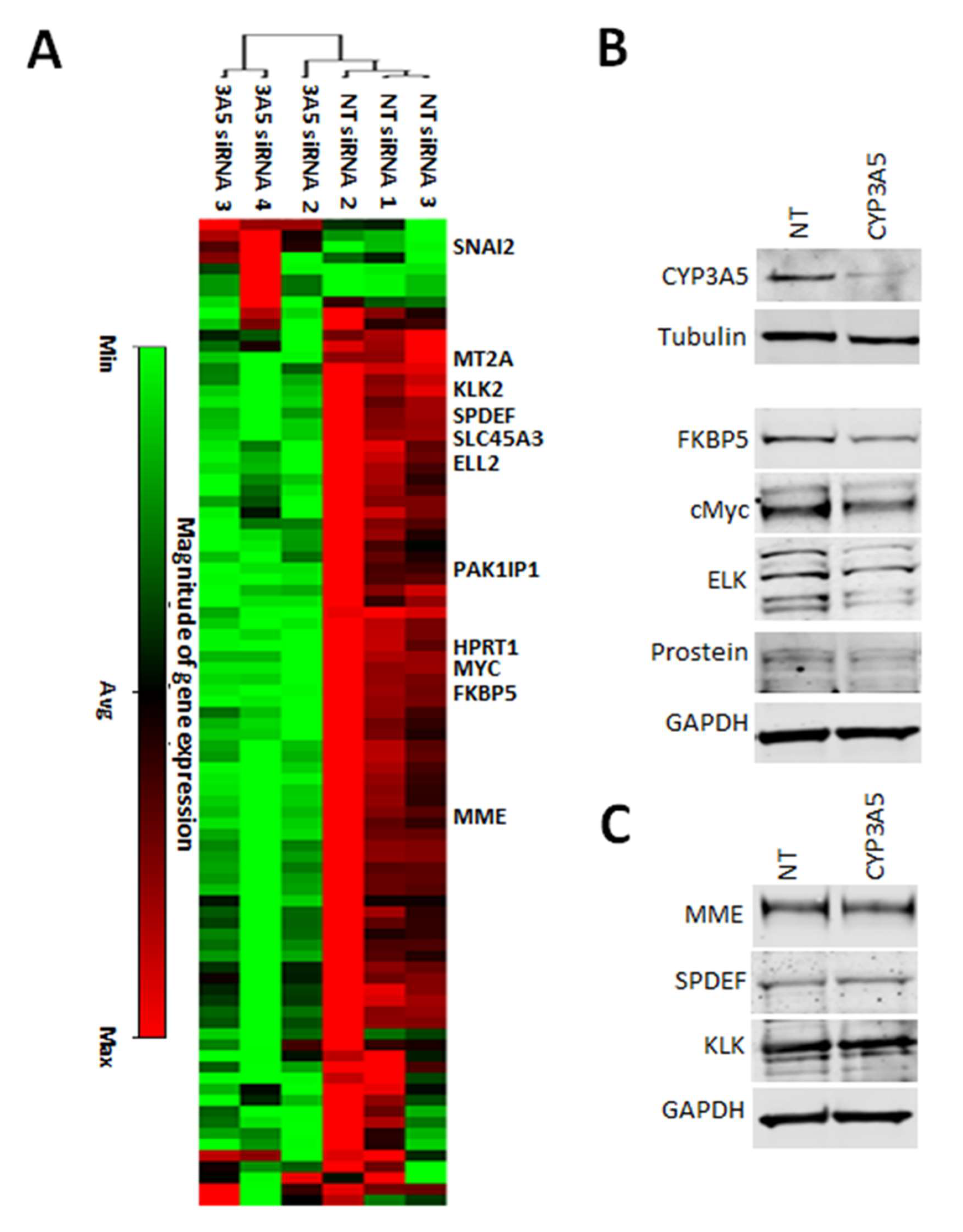 Cancers 12 00989 g002