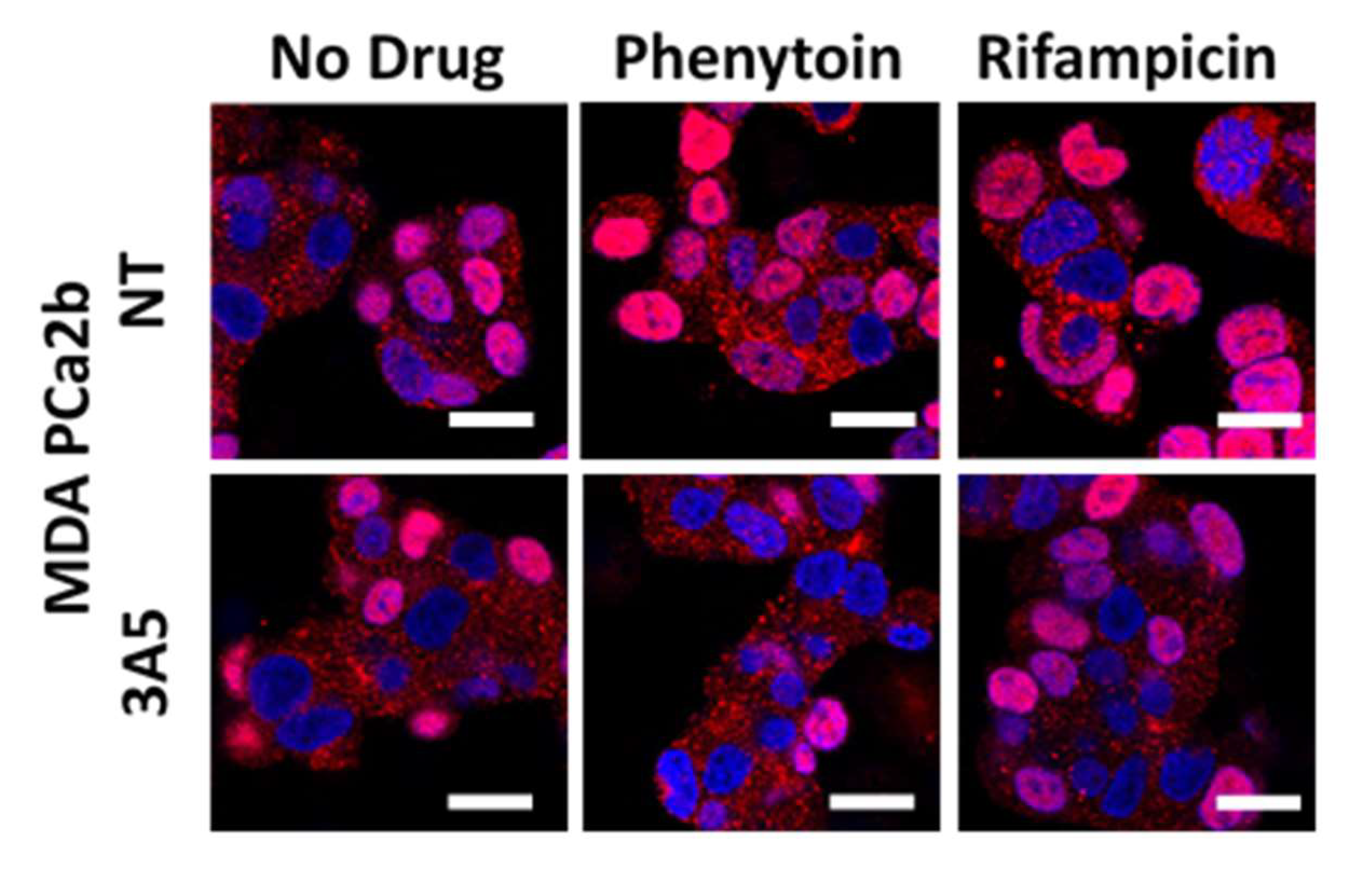 Cancers 12 00989 g004