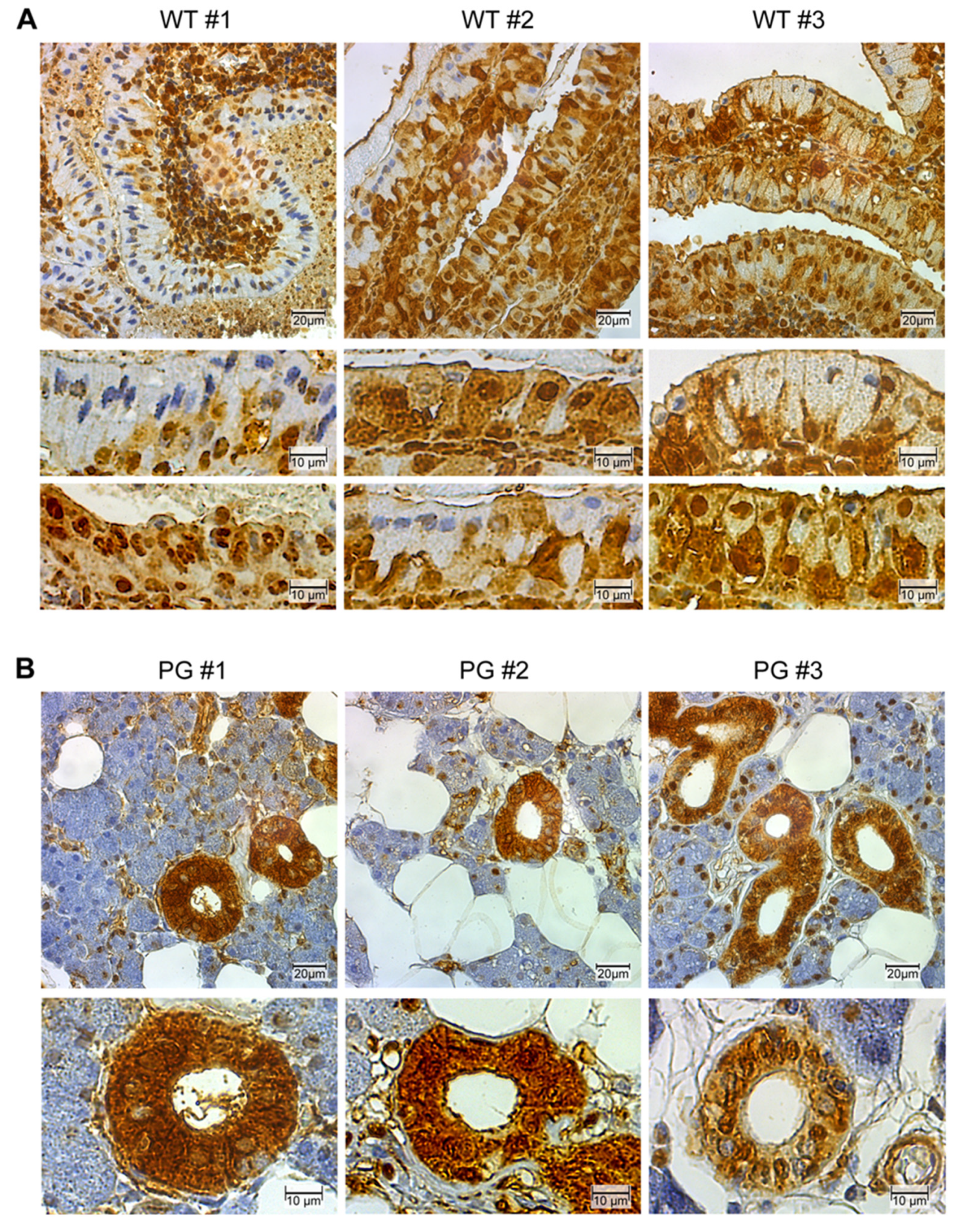 Cancers 12 01112 g002