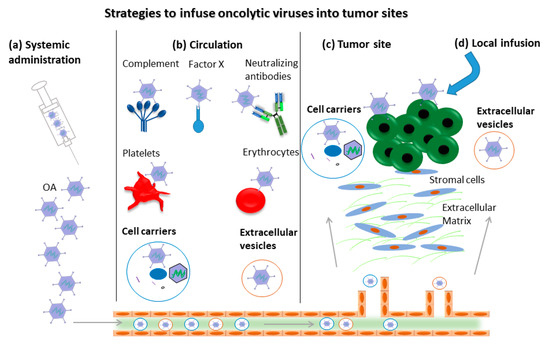 Cancers Free Full Text Expanding The Spectrum Of Adenoviral Vectors For Cancer Therapy Html