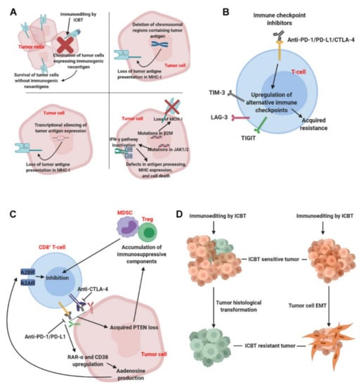 Cancers | Free Full-Text | Acquired Resistance To Immune Checkpoint ...