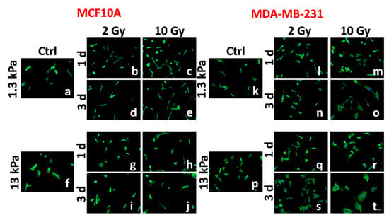 Cancers Free Full Text Adhesion And Migration Response To Radiation Therapy Of Mammary Epithelial And Adenocarcinoma Cells Interacting With Different Stiffness Substrates Html