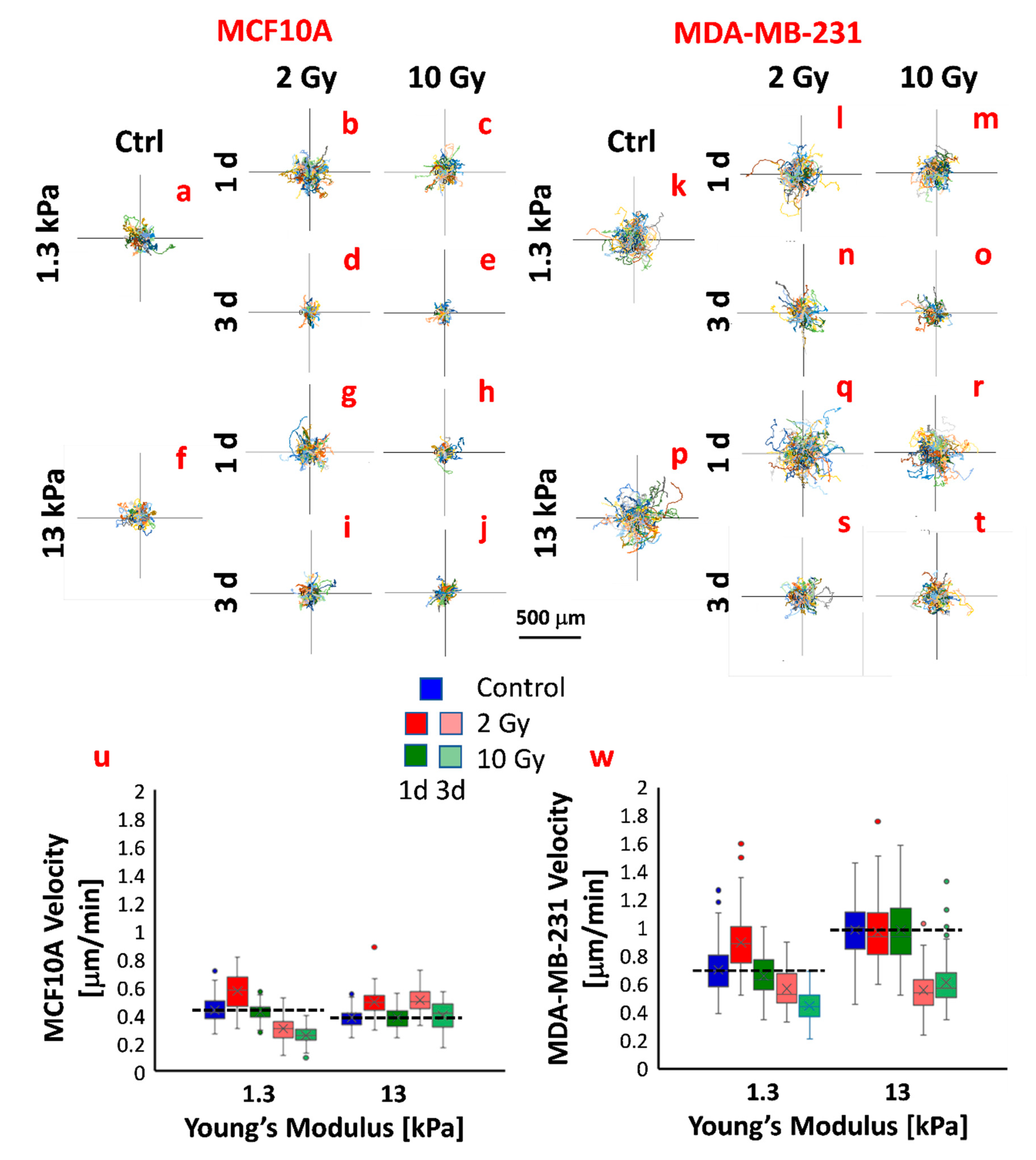 Cancers Free Full Text Adhesion And Migration Response To Radiation Therapy Of Mammary Epithelial And Adenocarcinoma Cells Interacting With Different Stiffness Substrates Html