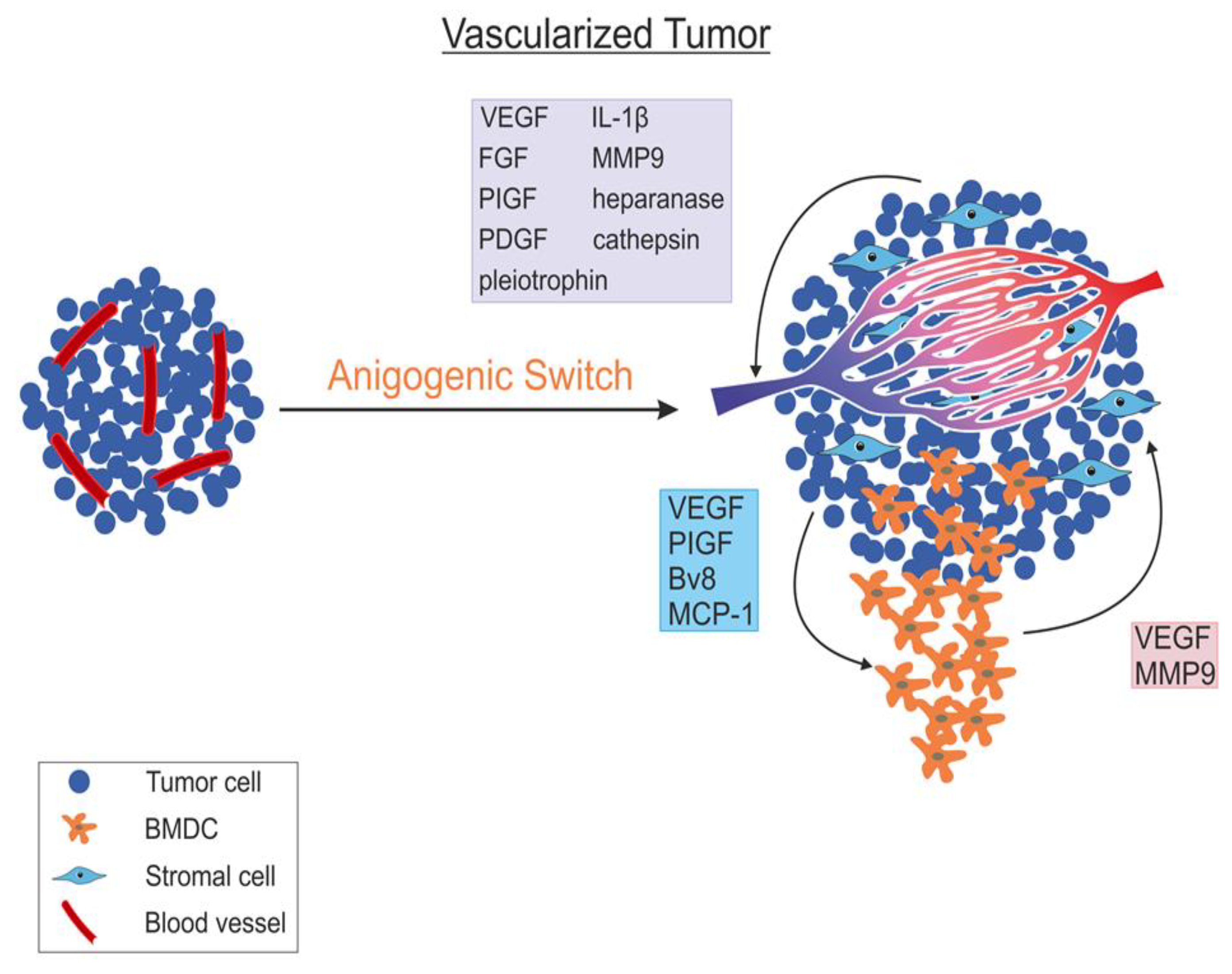Cancers | Free Full-Text | Inducing Angiogenesis, a Key Step in Cancer  Vascularization, and Treatment Approaches