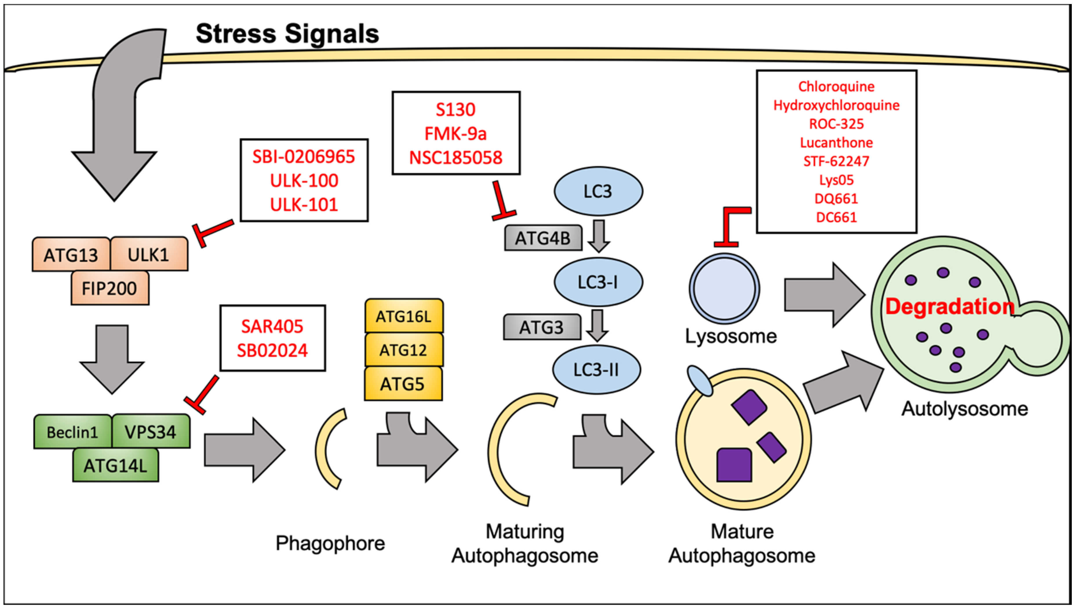 Cancers 12 01185 g002