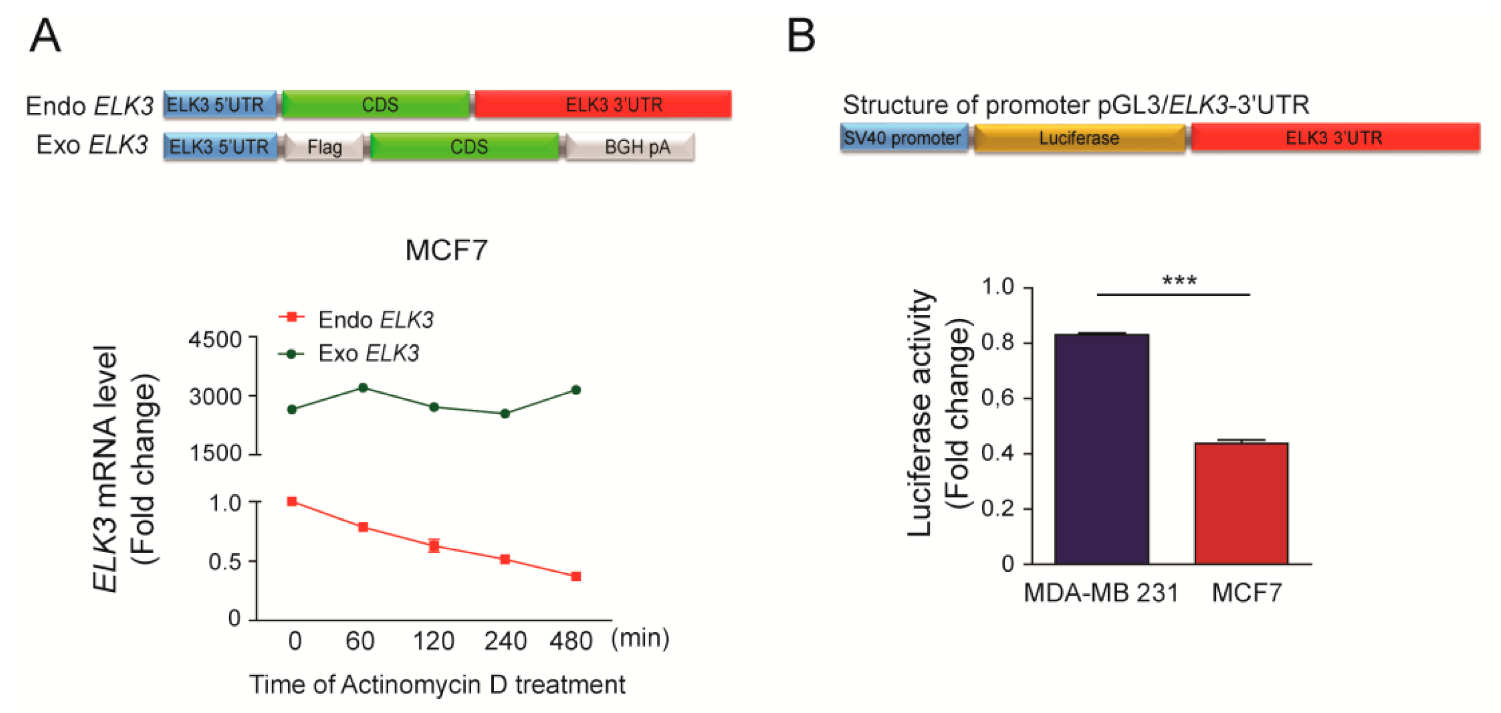 Cancers Free Full Text Functional Link Between Mir 200a And Elk3