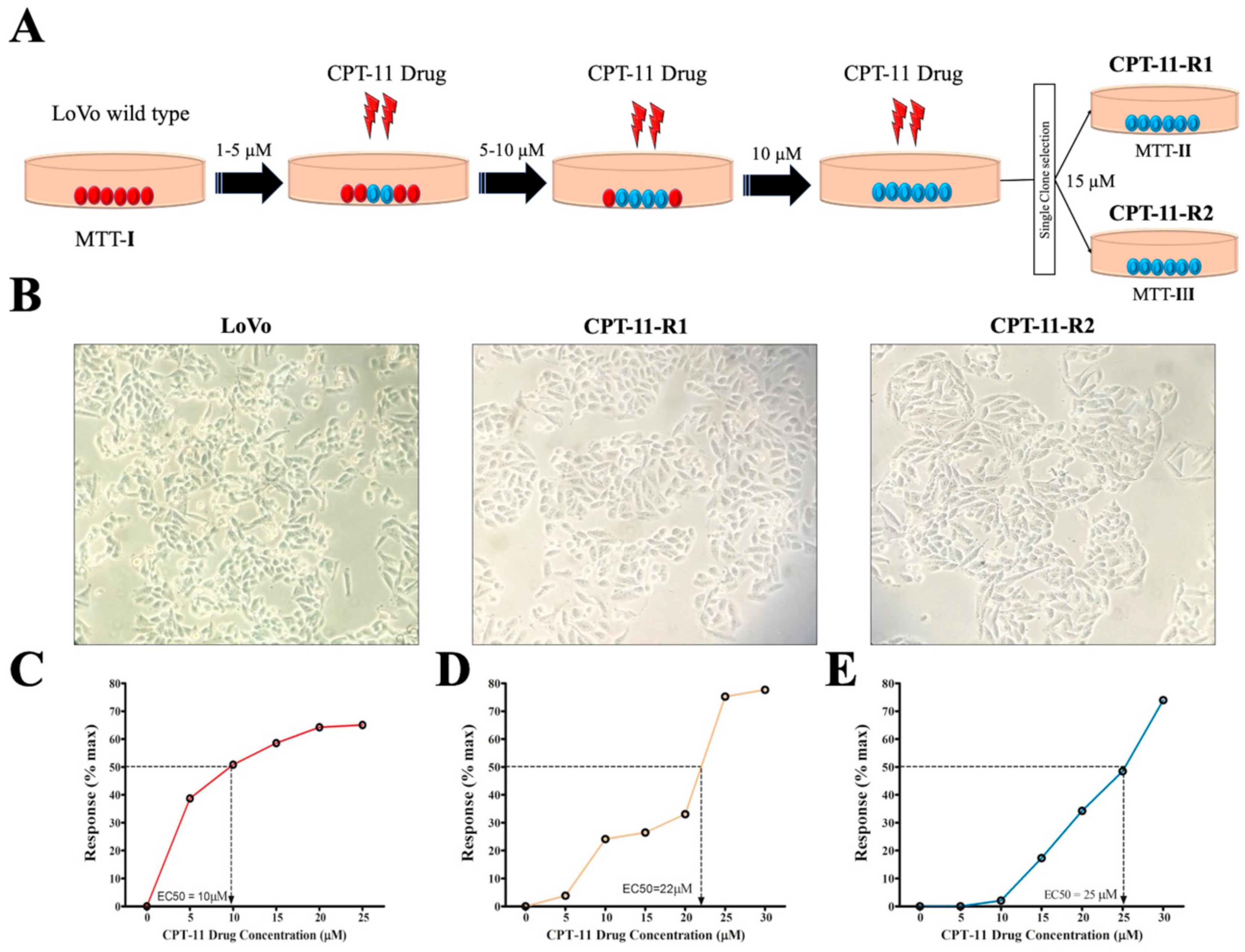 Cancers 12 01231 g001 Cancers 12 01231 g001