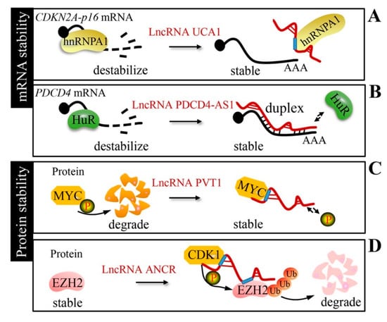 Cancers Free Full Text Mechanisms Of Long Non Coding Rnas In Cancers And Their Dynamic Regulations Html