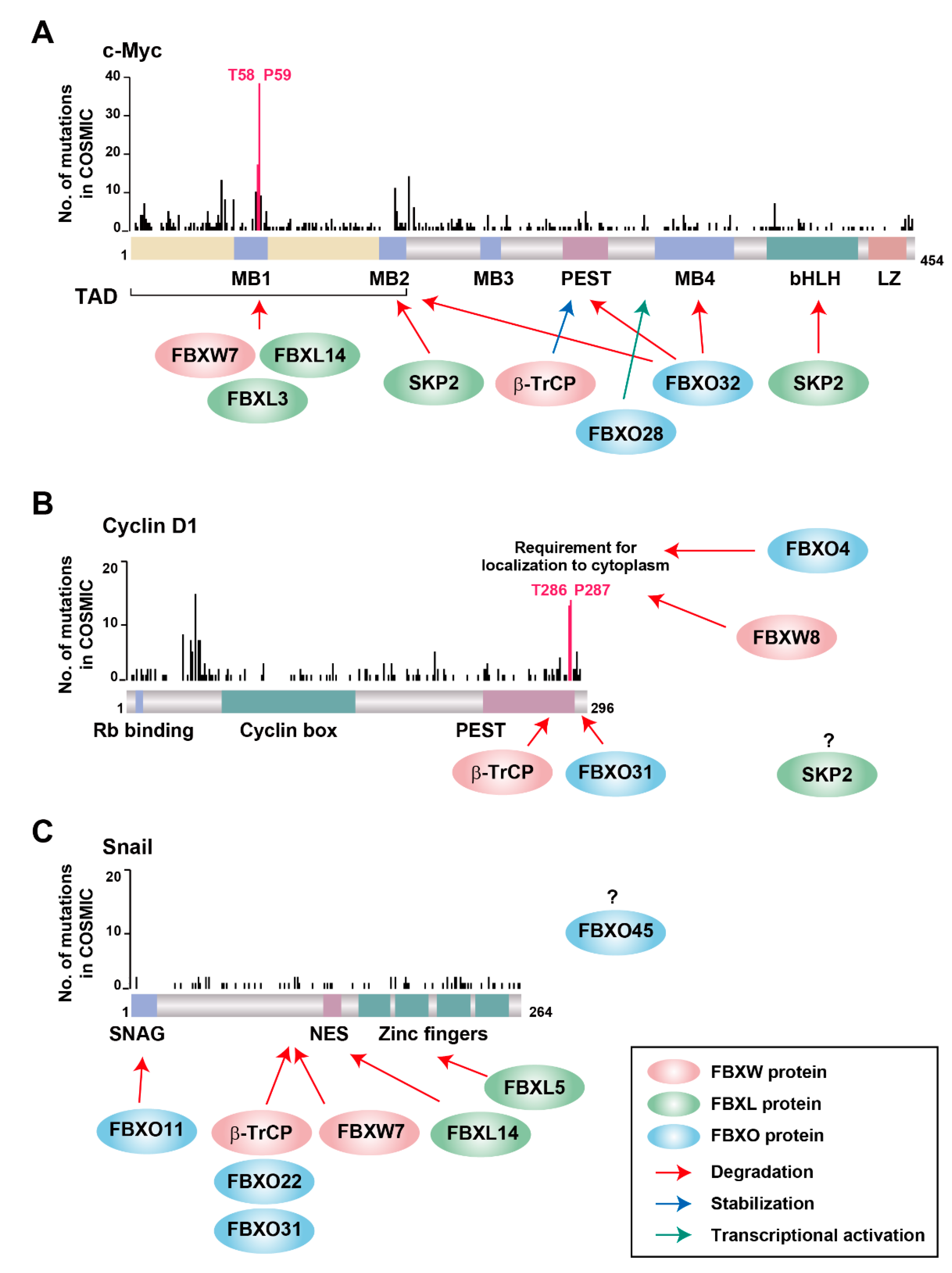 Cancers 12 01249 g003 Cancers 12 01249 g003