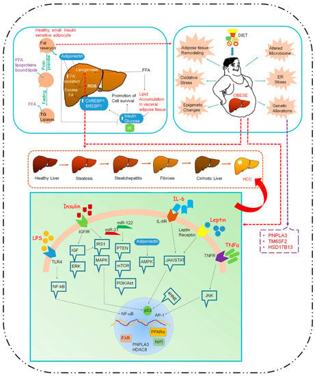 Cancers | Free Full-Text | Molecular Mechanisms Regulating Obesity