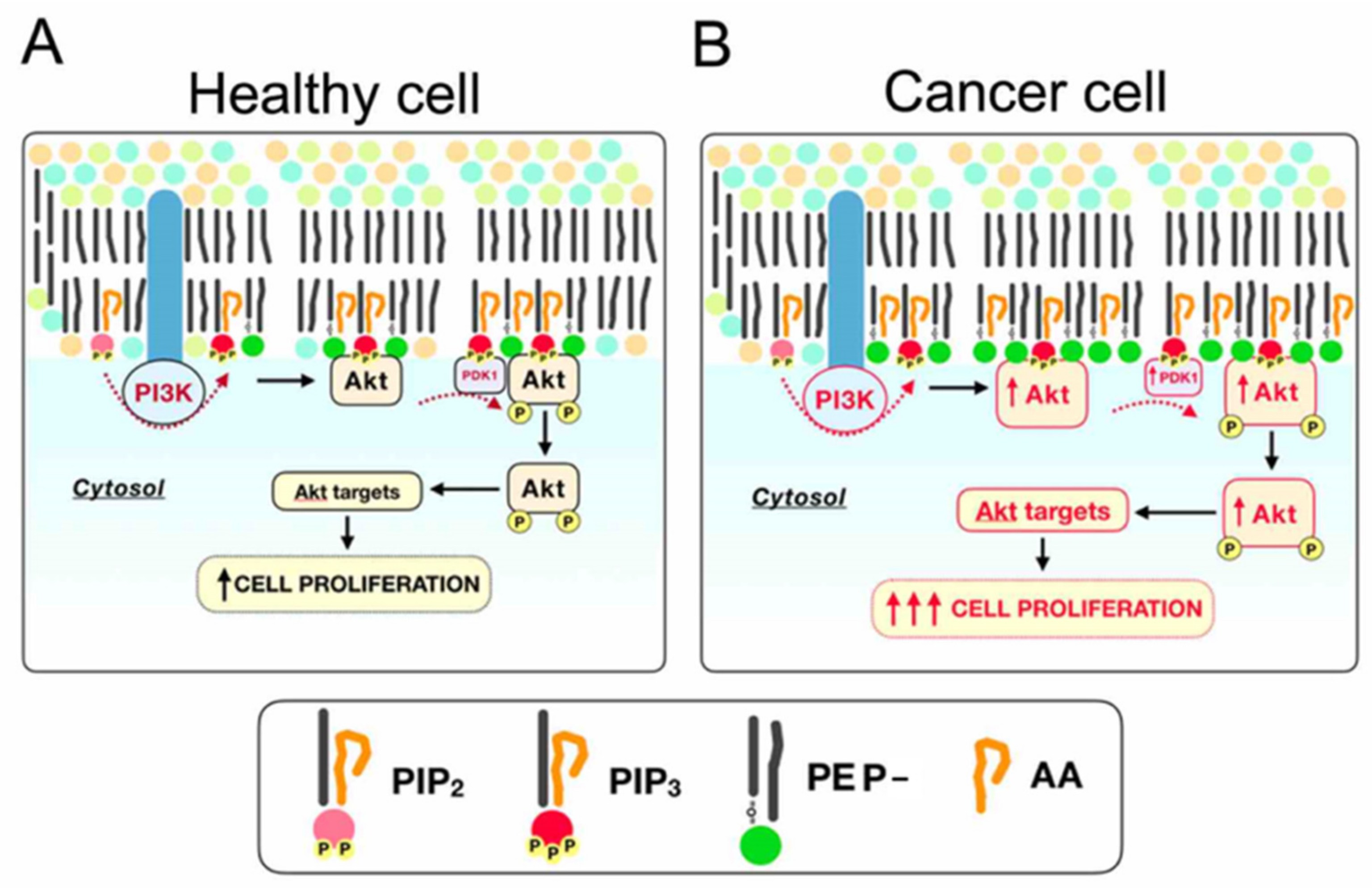Cancers 12 01293 g008