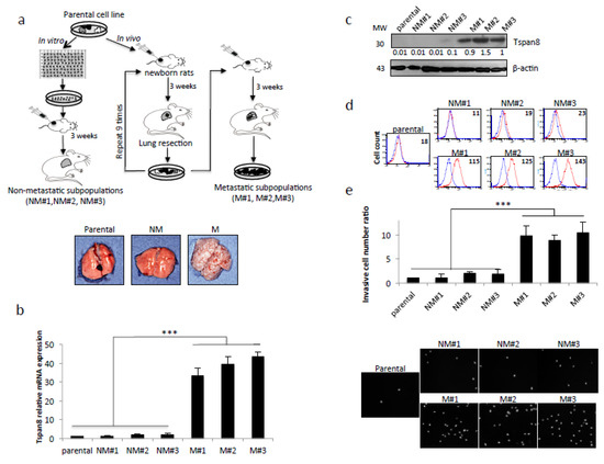 Cancers Special Issue Cell Motility And Cancer