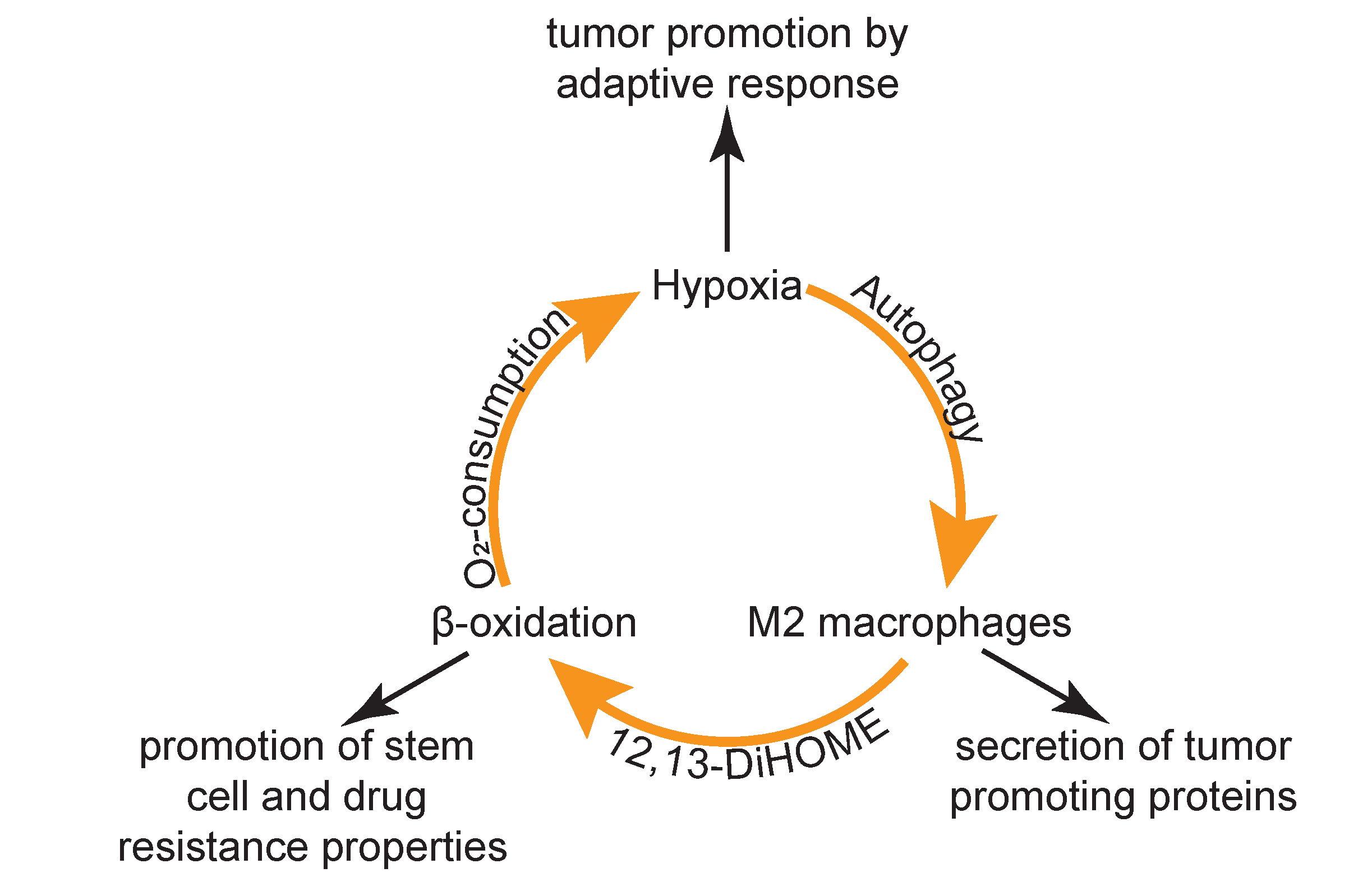 Cancers 12 01350 g005