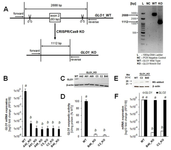 Cancers Free Full Text Genetic Target Modulation Employing Crispr Cas9 Identifies Glyoxalase 1 As A Novel Molecular Determinant Of Invasion And Metastasis In A375 Human Malignant Melanoma Cells In Vitro And In