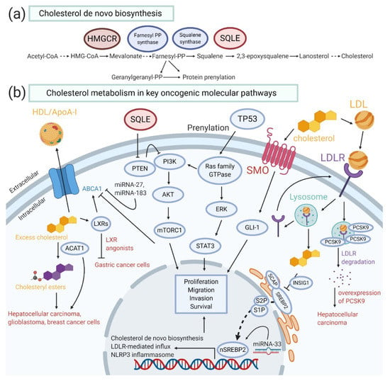 Cancers Free Full Text The Pivotal Role Of The Dysregulation Of Cholesterol Homeostasis In Cancer Implications For Therapeutic Targets Html