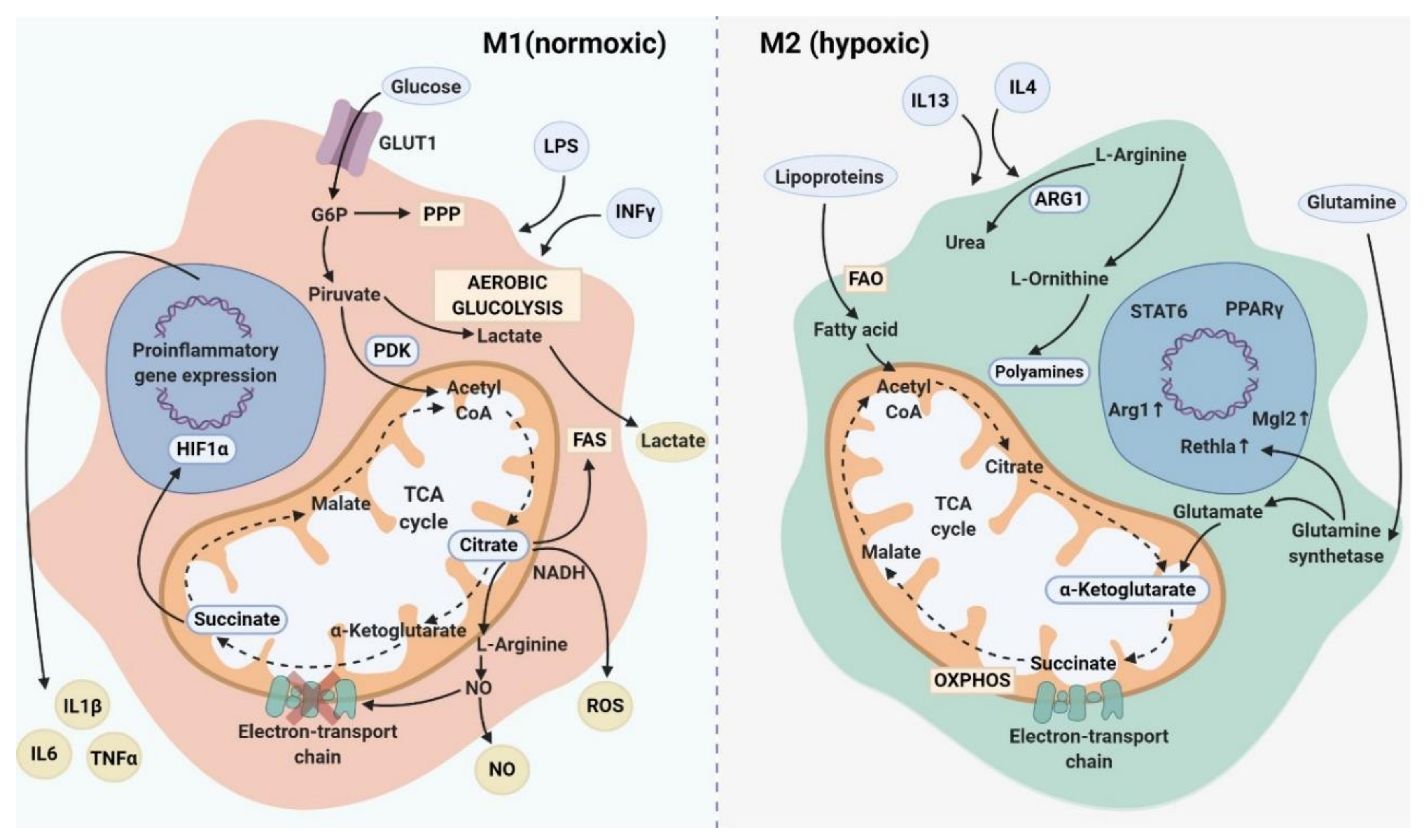 Cancers Free Full Text Transcriptional Epigenetic And Metabolic Programming Of Tumor Associated Macrophages Html