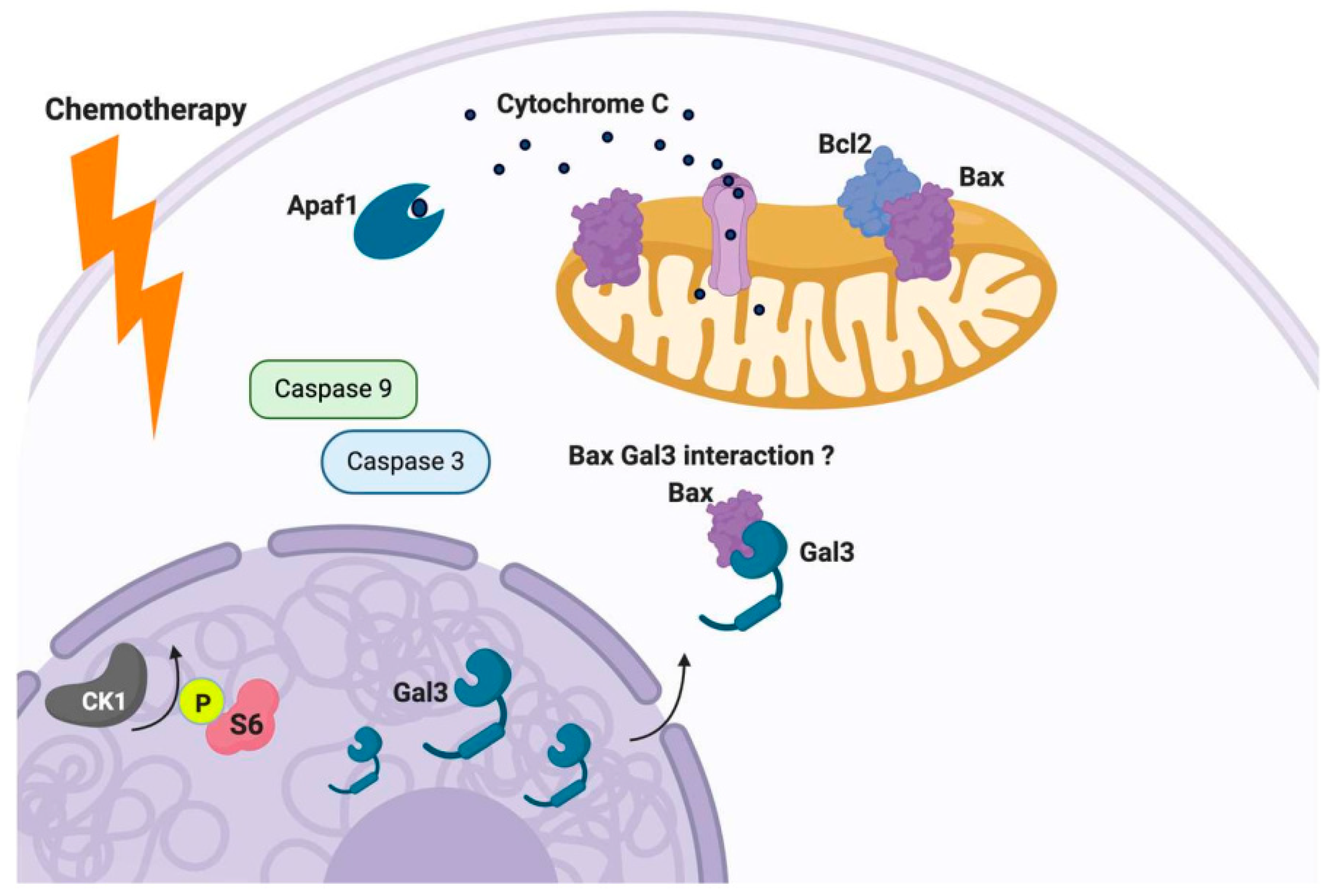 Cancers 12 01421 g004