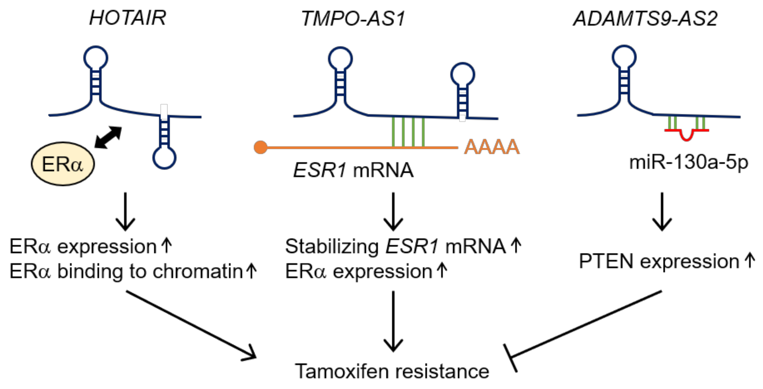 Cancers 12 01424 g002