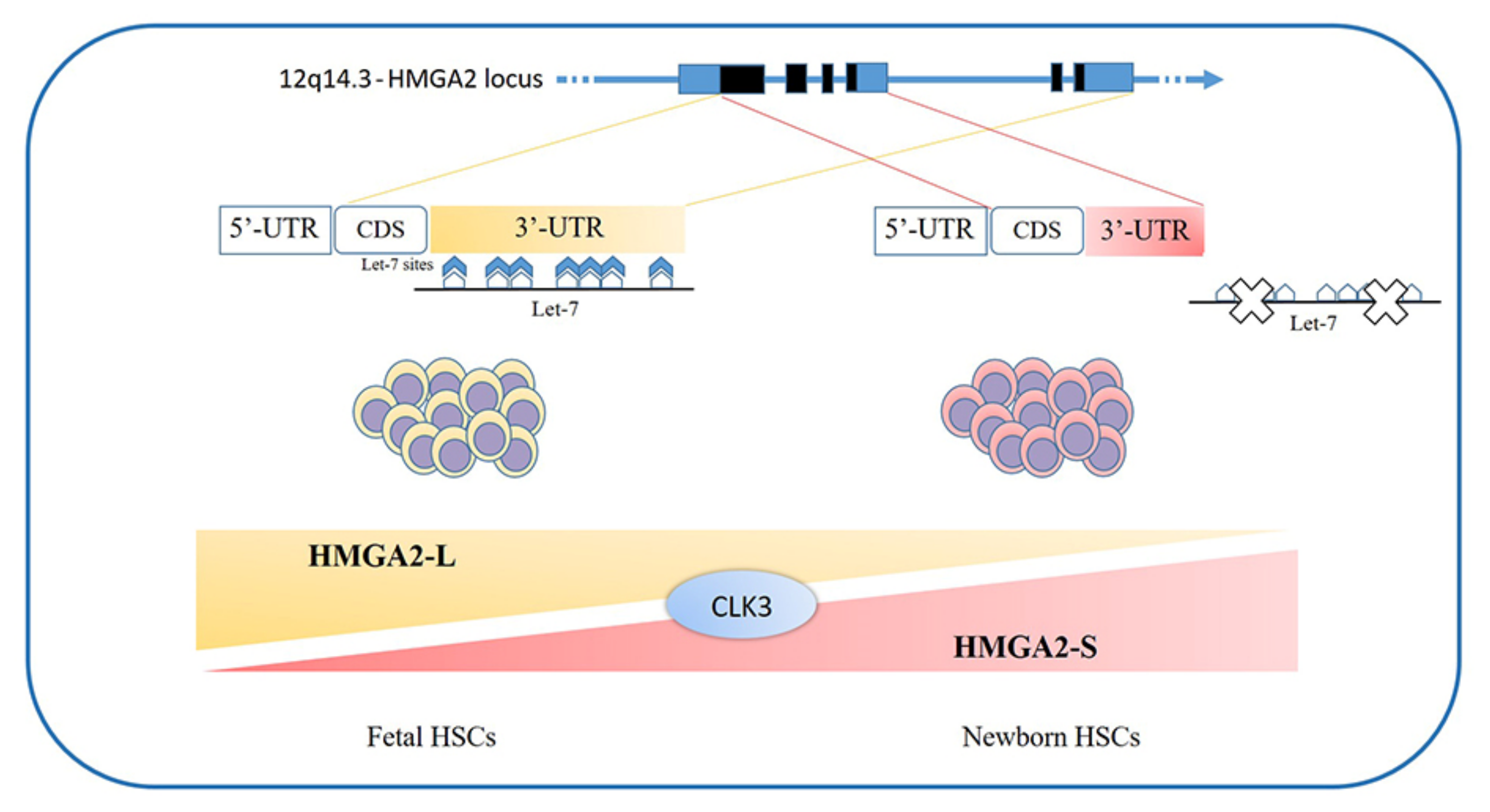 Cancers | Free Full-Text | HMGA Proteins in Hematological Malignancies
