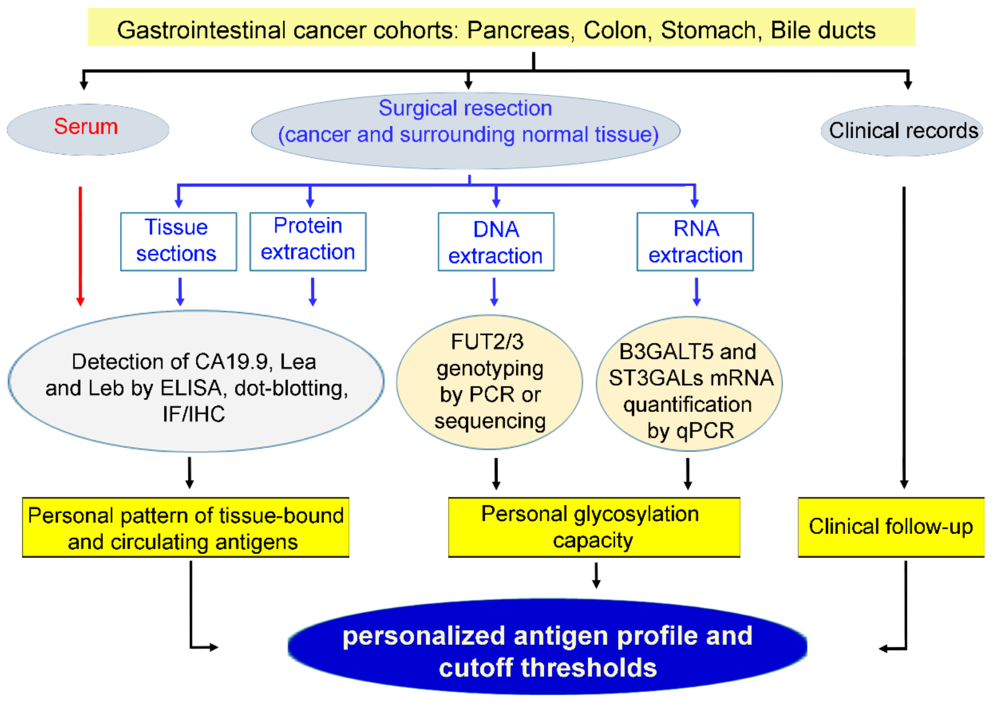 Cancers | Free Full-Text | Complementary Use of Carbohydrate Antigens Lewis  a, Lewis b, and Sialyl-Lewis a (CA19.9 Epitope) in Gastrointestinal  Cancers: Biological Rationale towards a Personalized Clinical Application