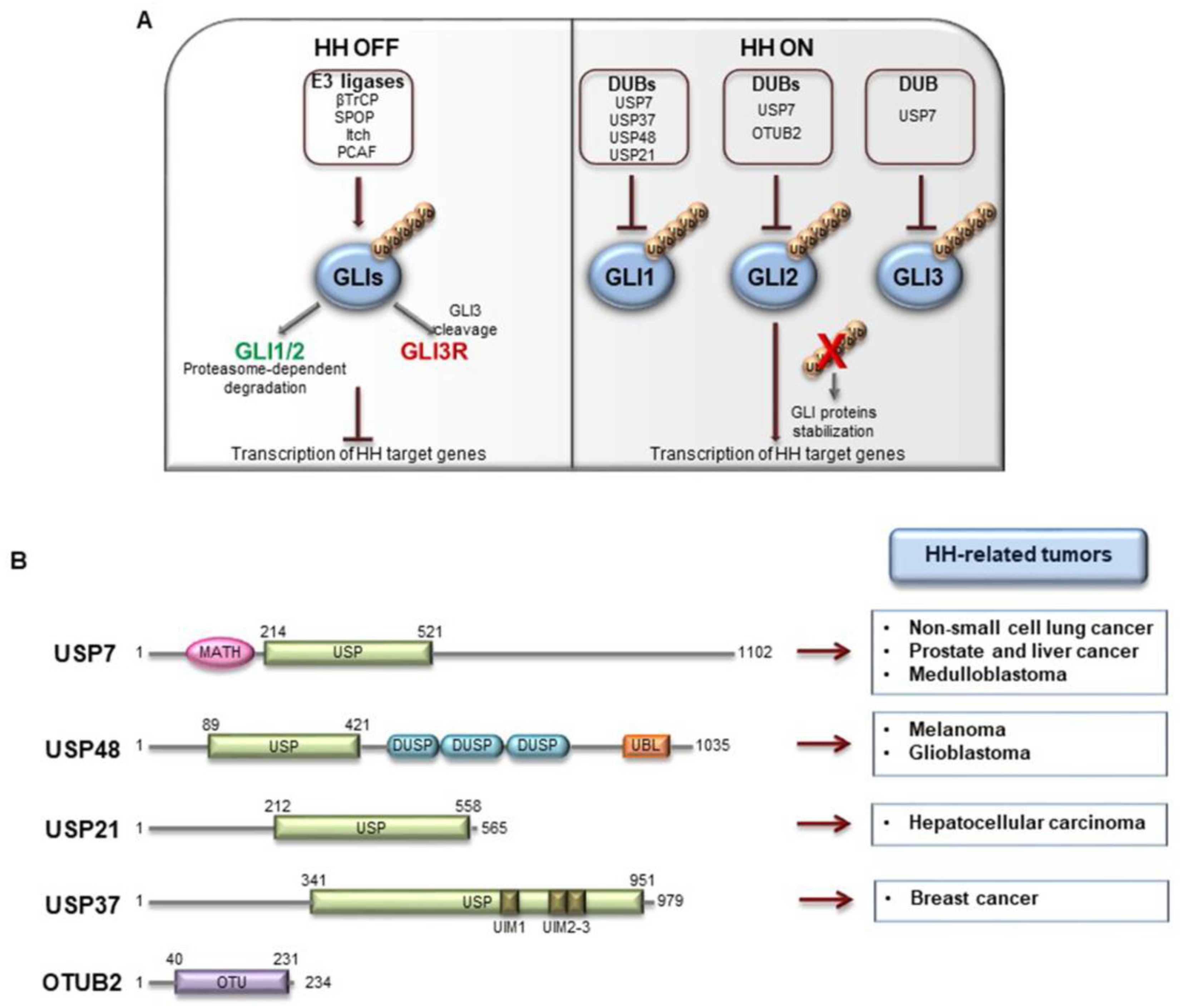 Cancers 12 01518 g005 Cancers 12 01518 g005