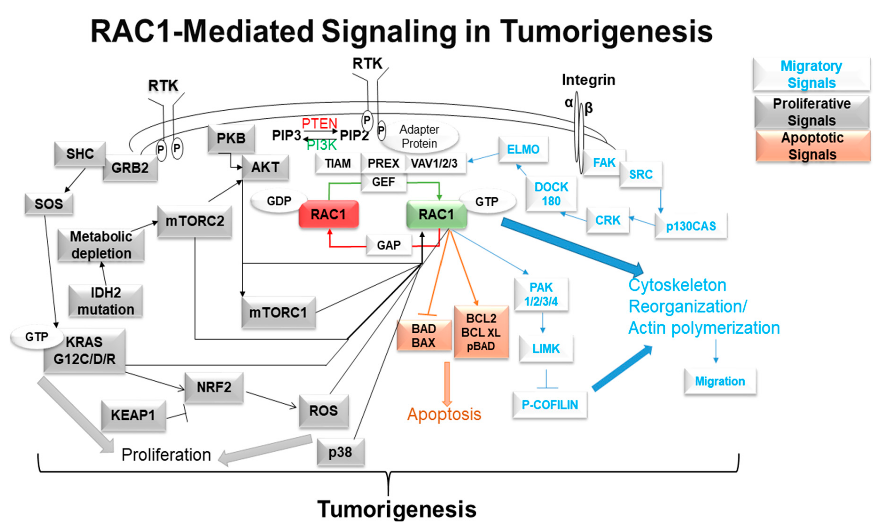 Cancers | Free Full-Text | Active RAC1 Promotes Tumorigenic Phenotypes and  Therapy Resistance in Solid Tumors