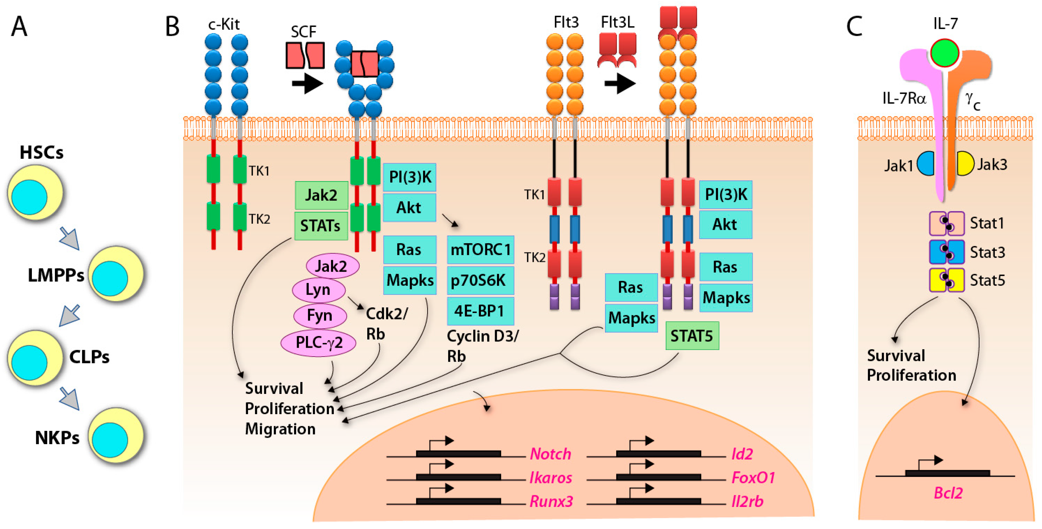 Cancers 12 01591 g001 Cancers 12 01591 g001